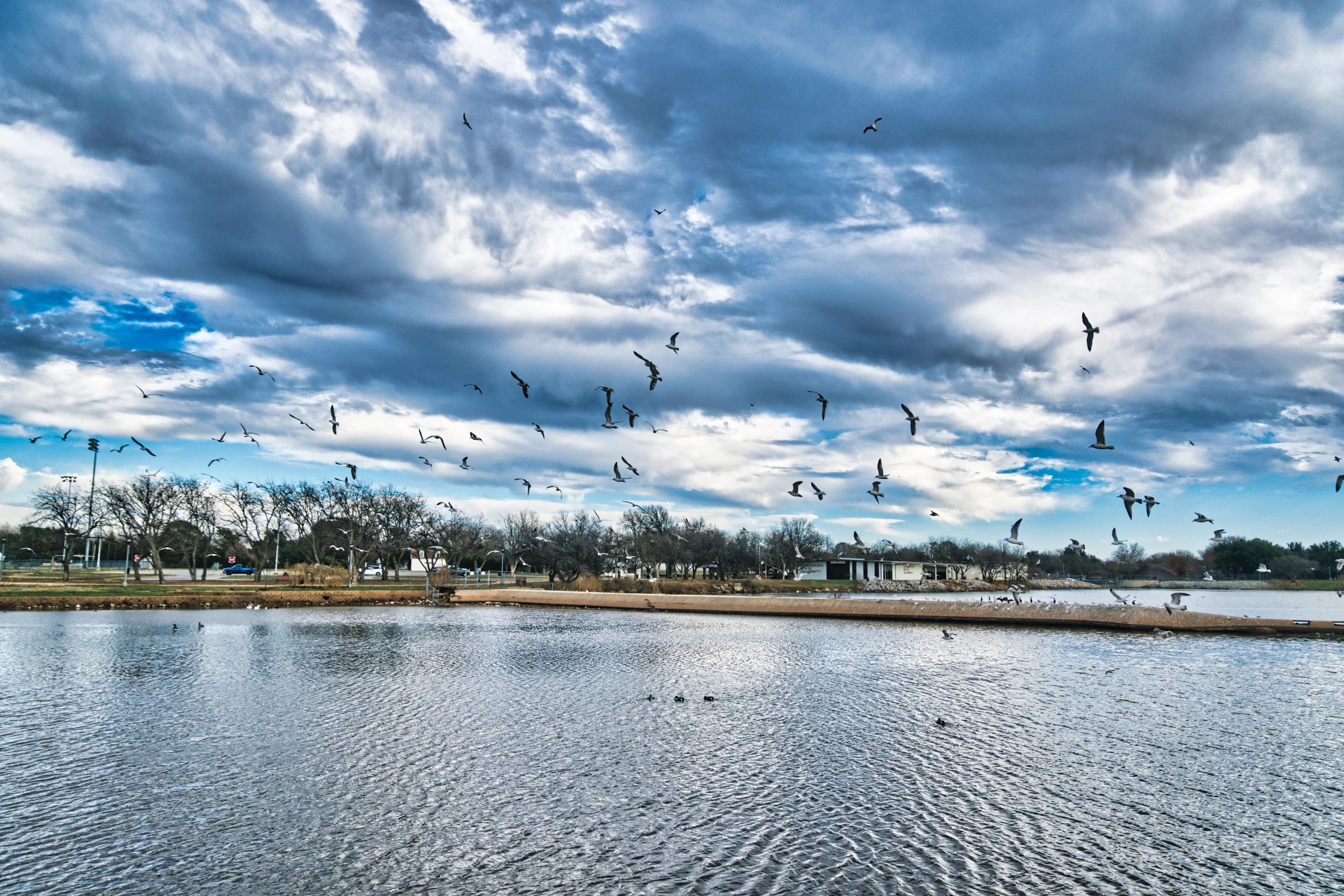 A flock of birds flying above a pond at a park