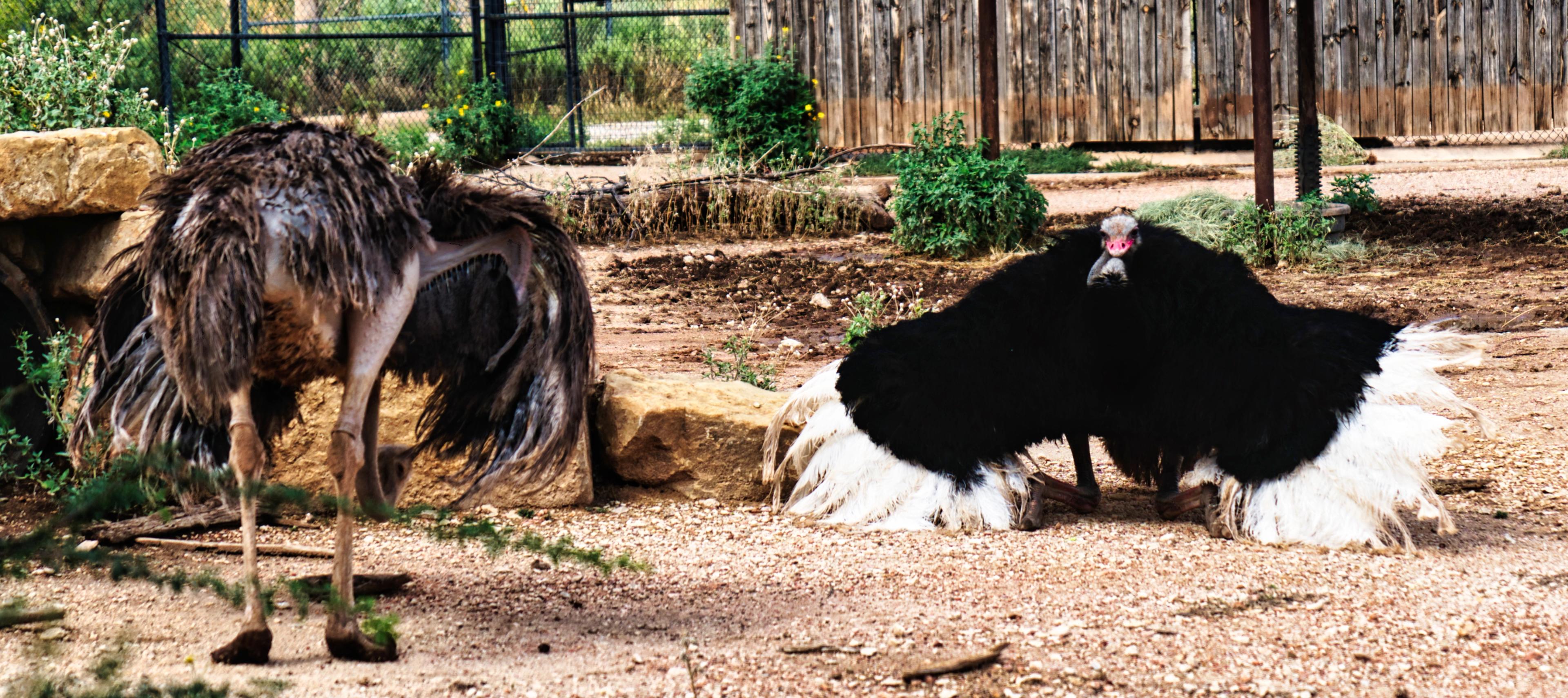 A male ostrich trying to mate by dancing