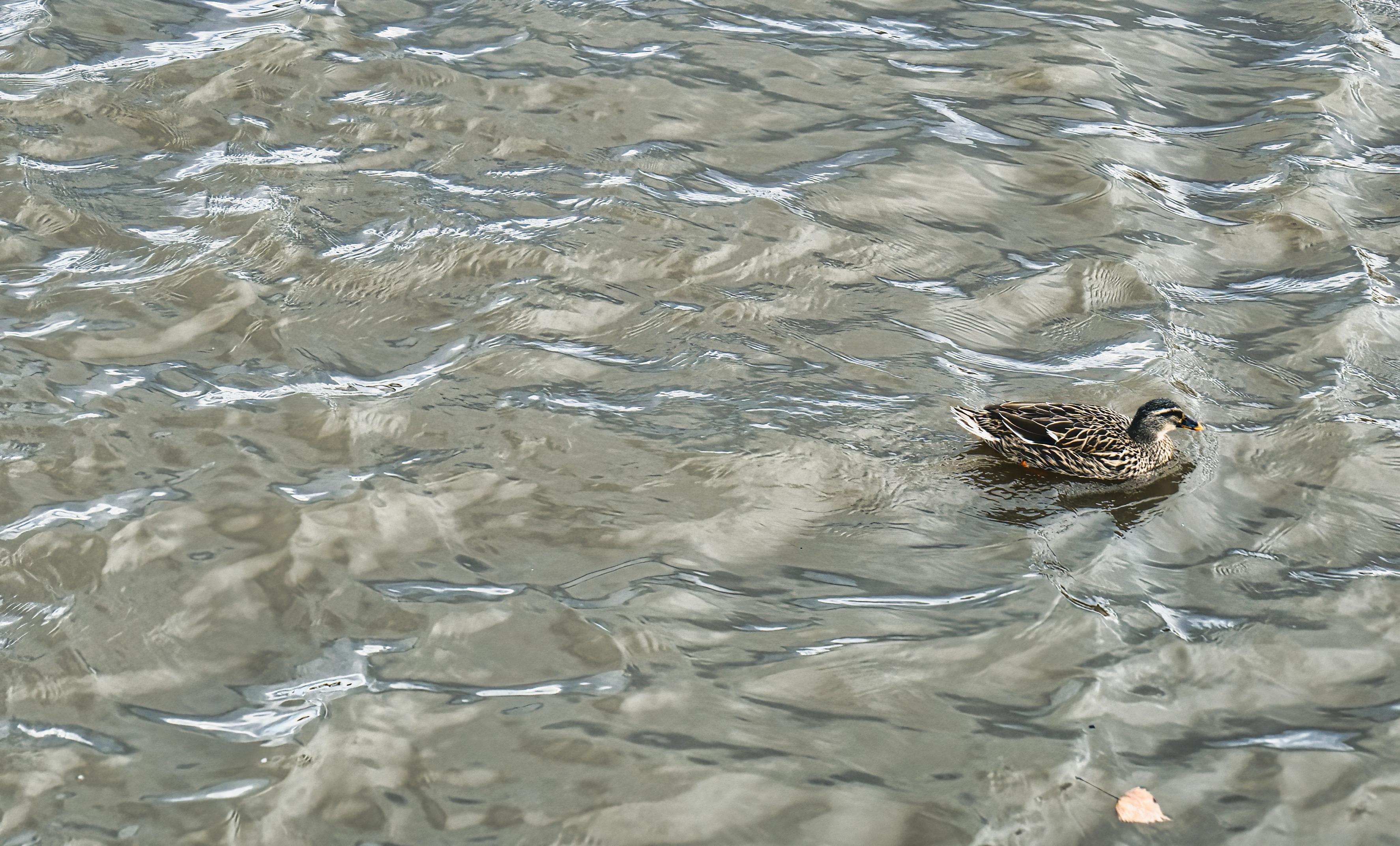 A duck swimming on rippled pond water