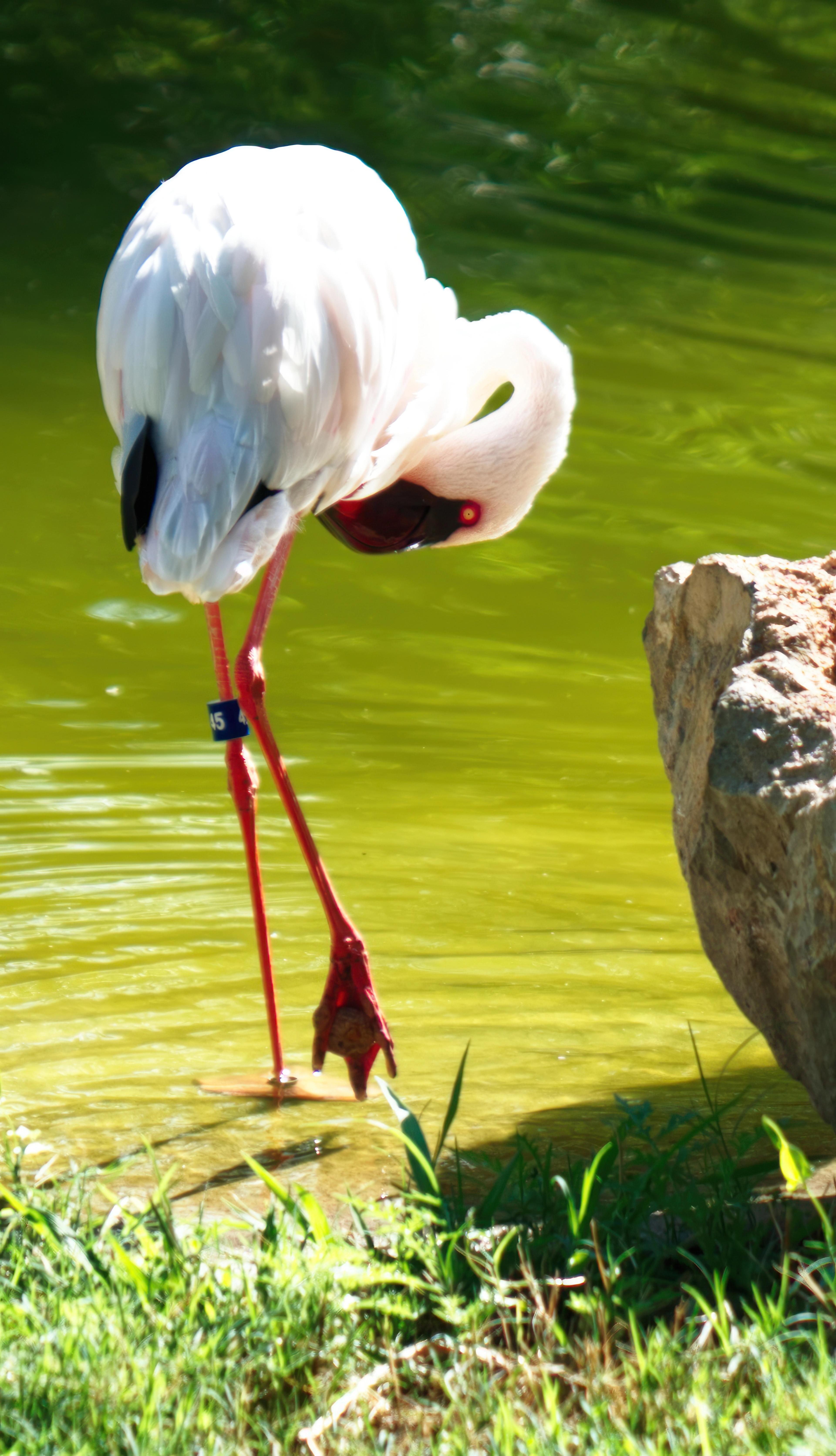 A white flamingo preening by a pond at the zoo