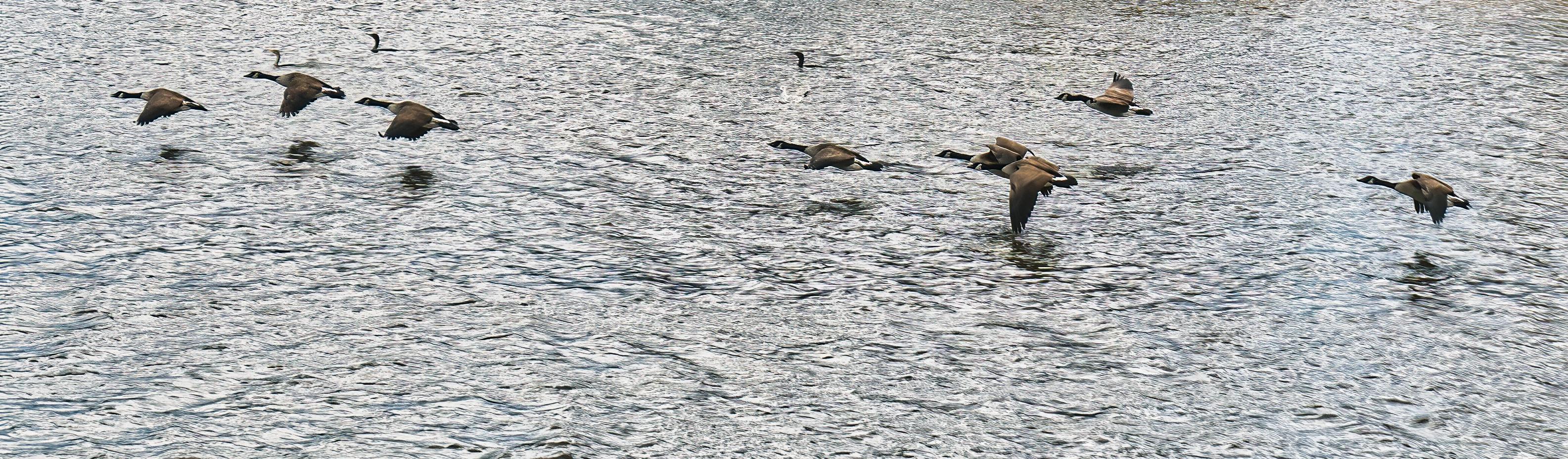 A flock of geese flying above water