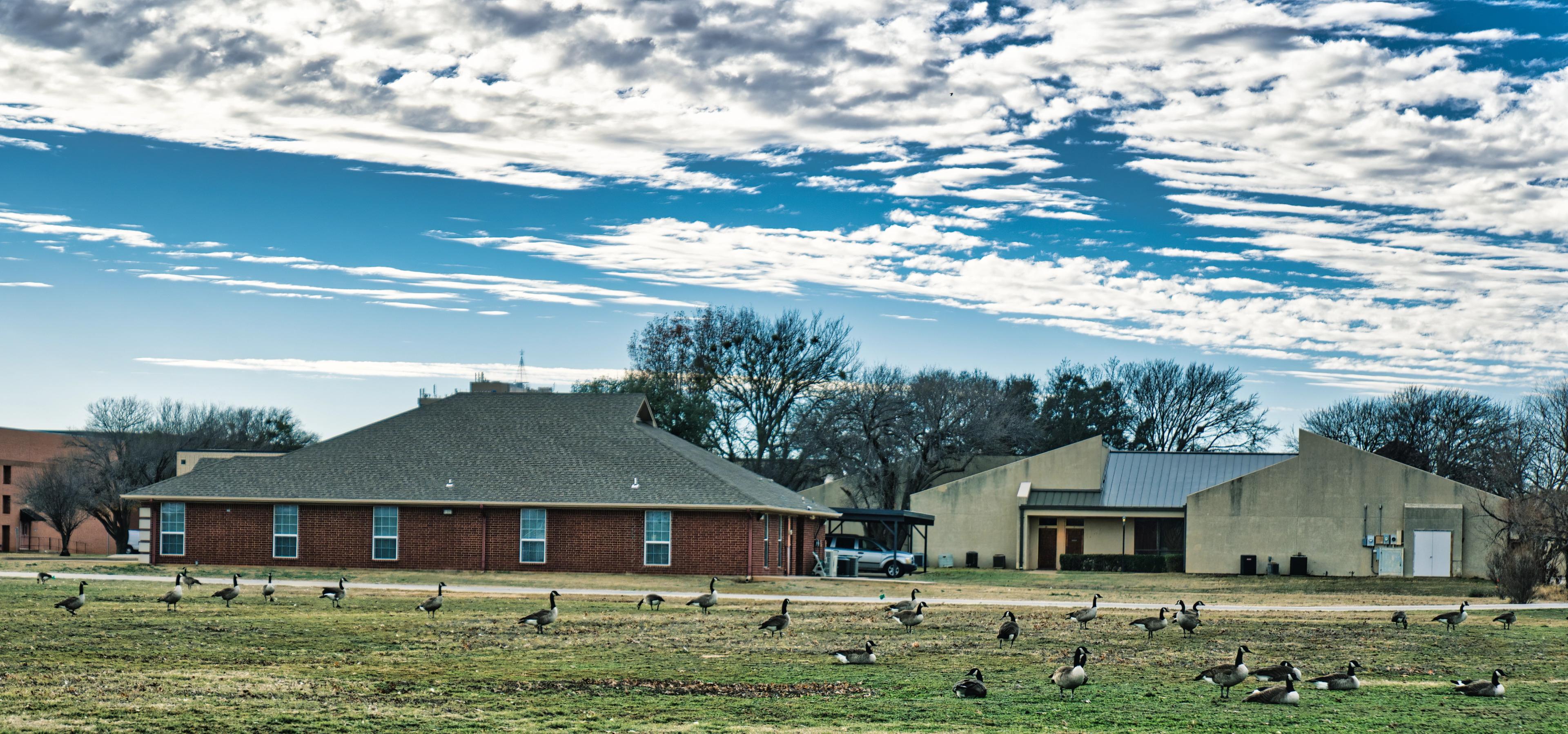 A flock of geese on some grass at a park