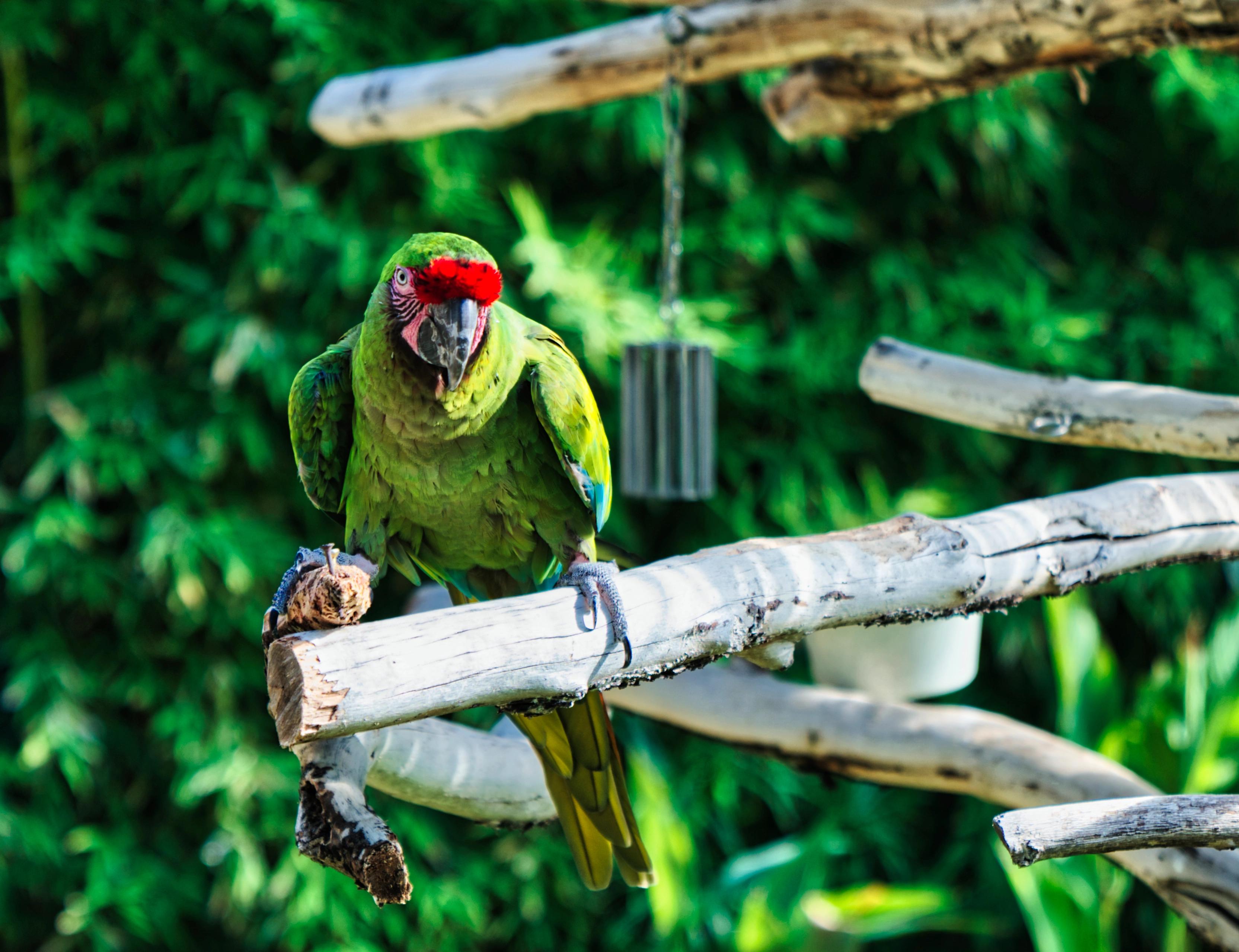 A green parrot trying to get attention on a branch