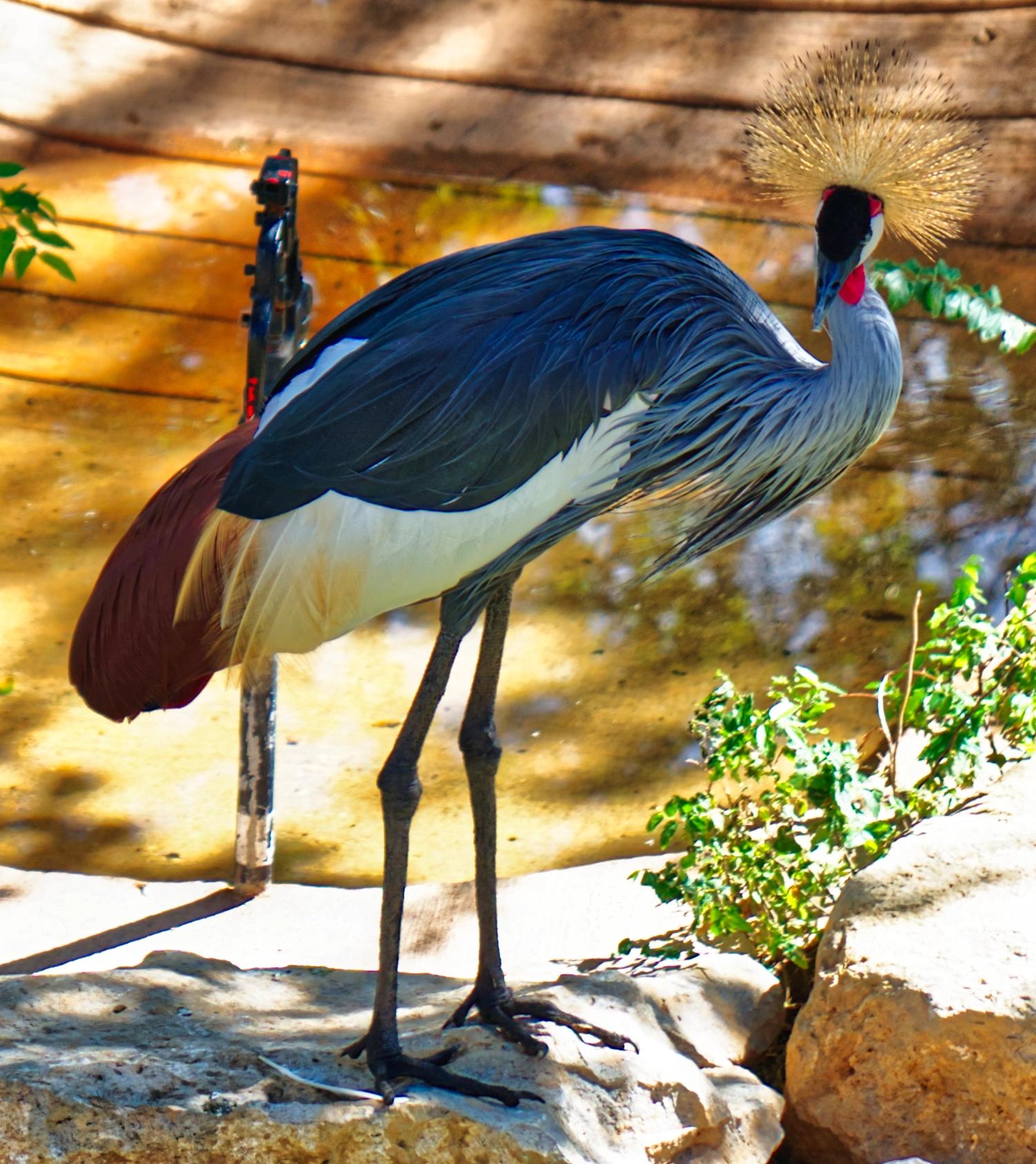 A grey crowned crane by a pond at the zoo