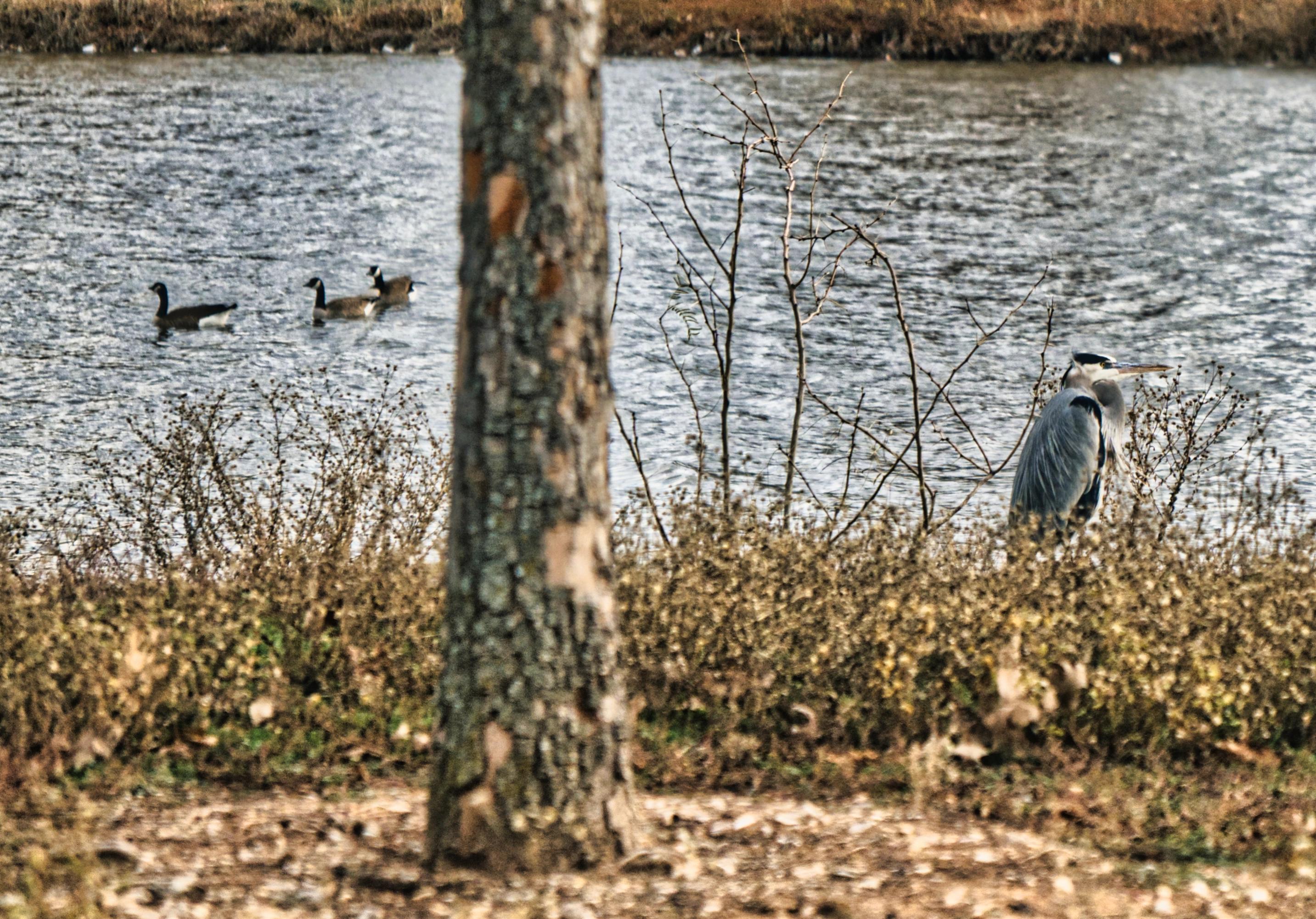 A heron and geese behind a tree at a park