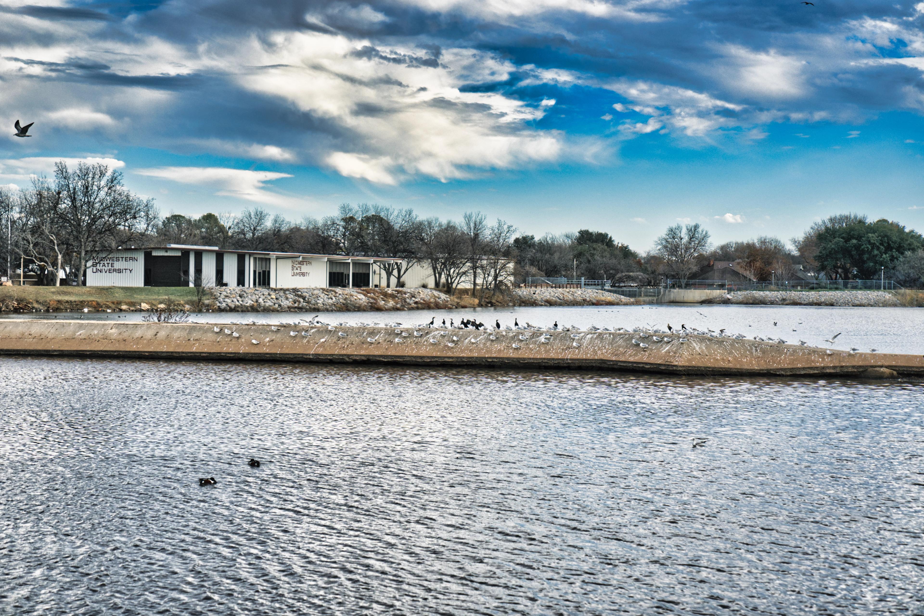 A bunch of different birds on an alcove at a park pond