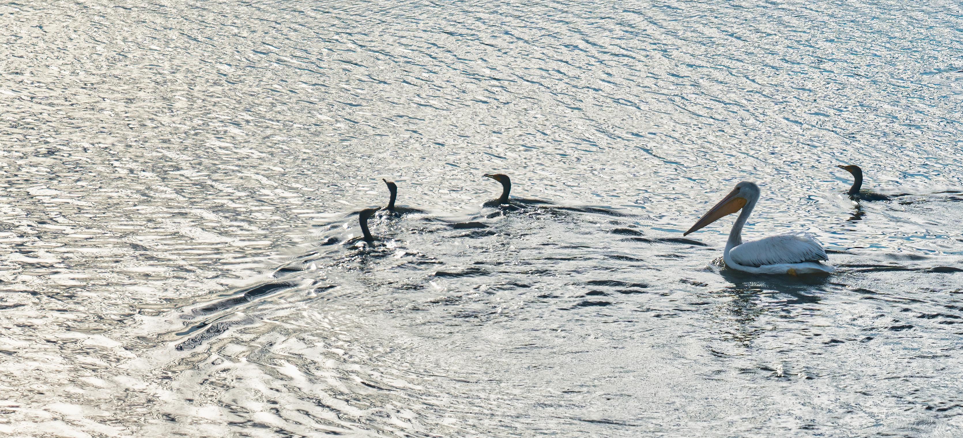 A group of cormorants and a pelican swimming in a pond