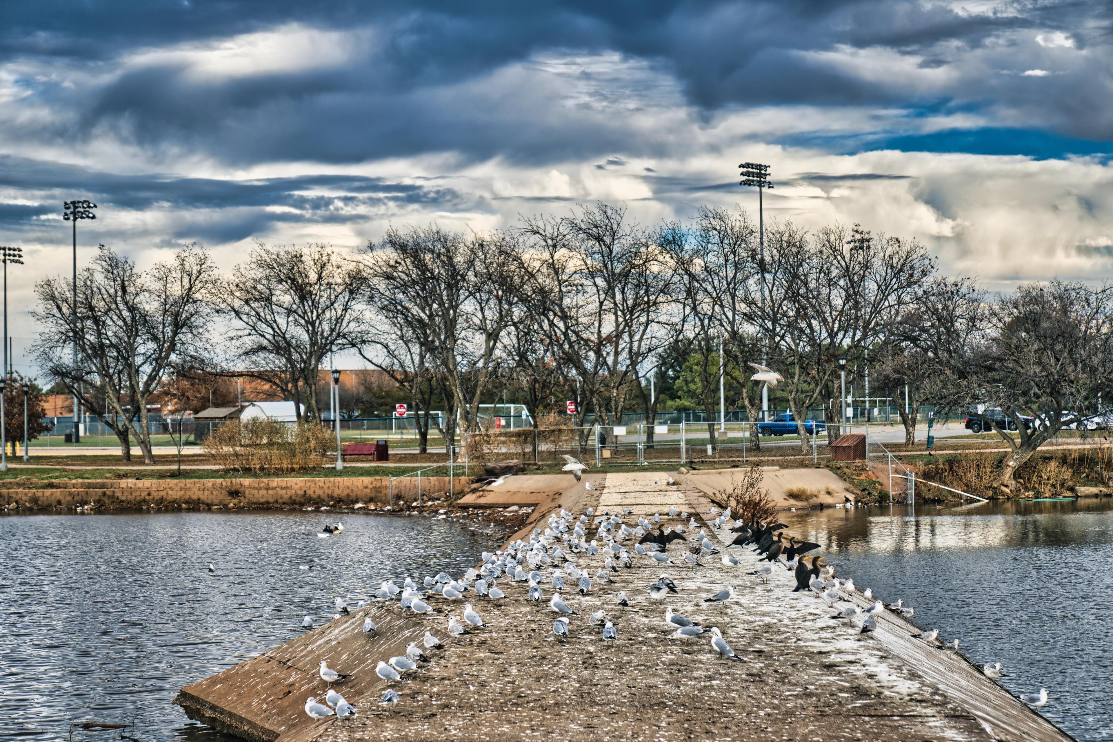 Another shot of a bunch of birds on an alcove at a park pond