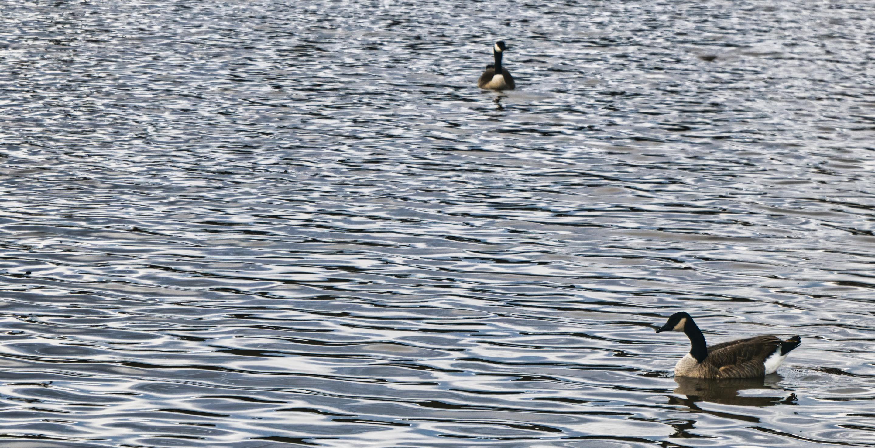 Two geese swimming in a pond of rippled water