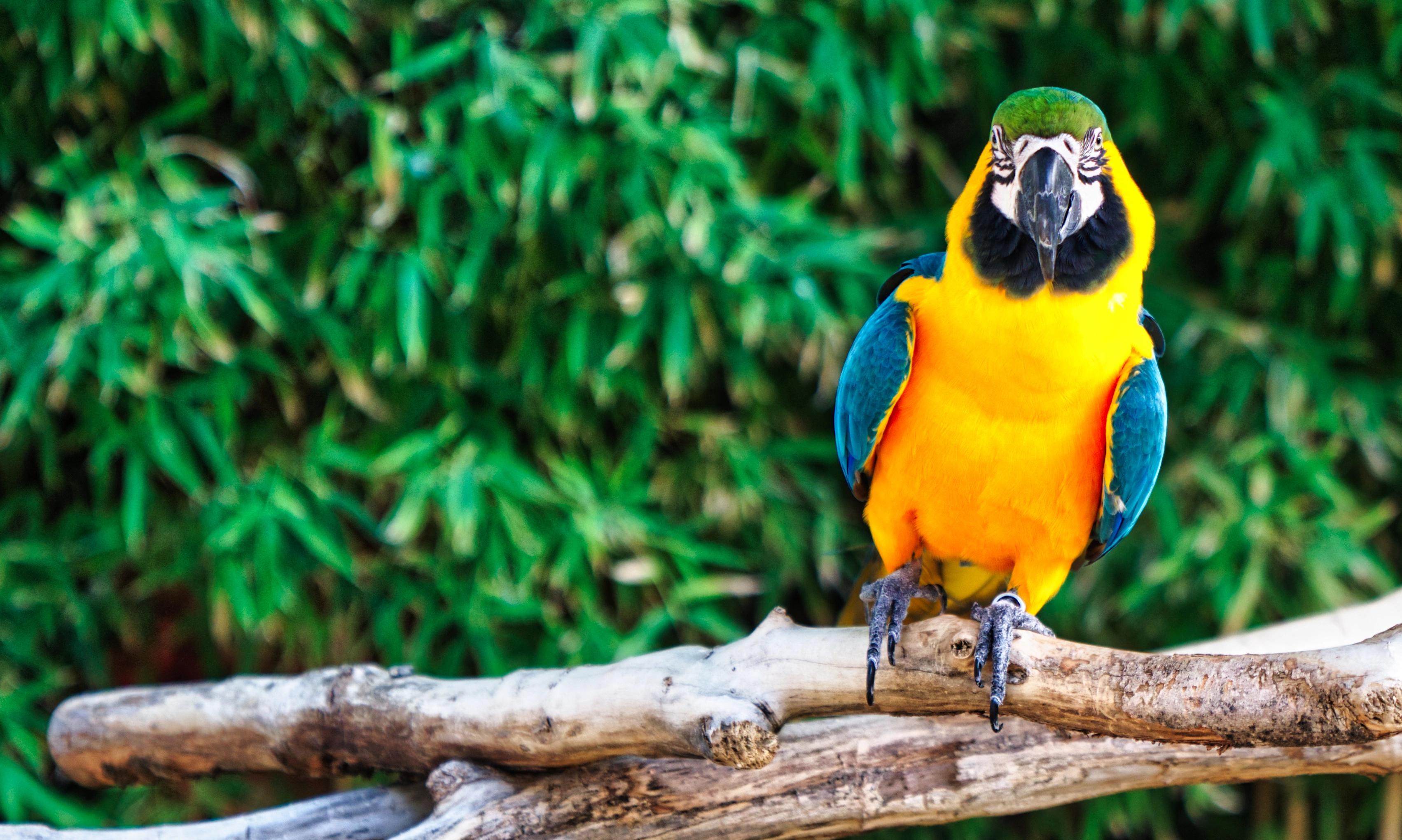 A yellow and blue parrot on a branch