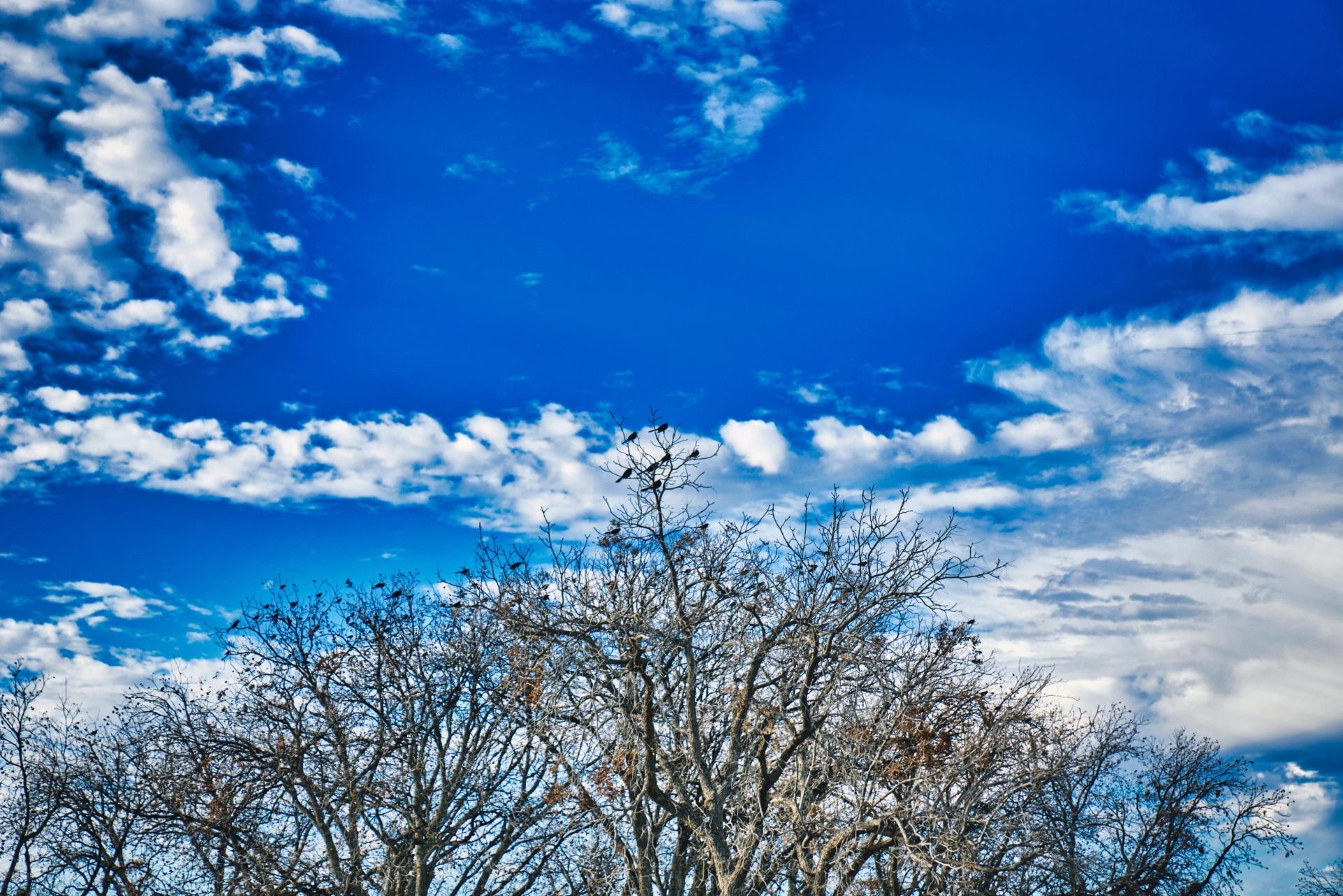 Birds on top of dead trees with blue sky background