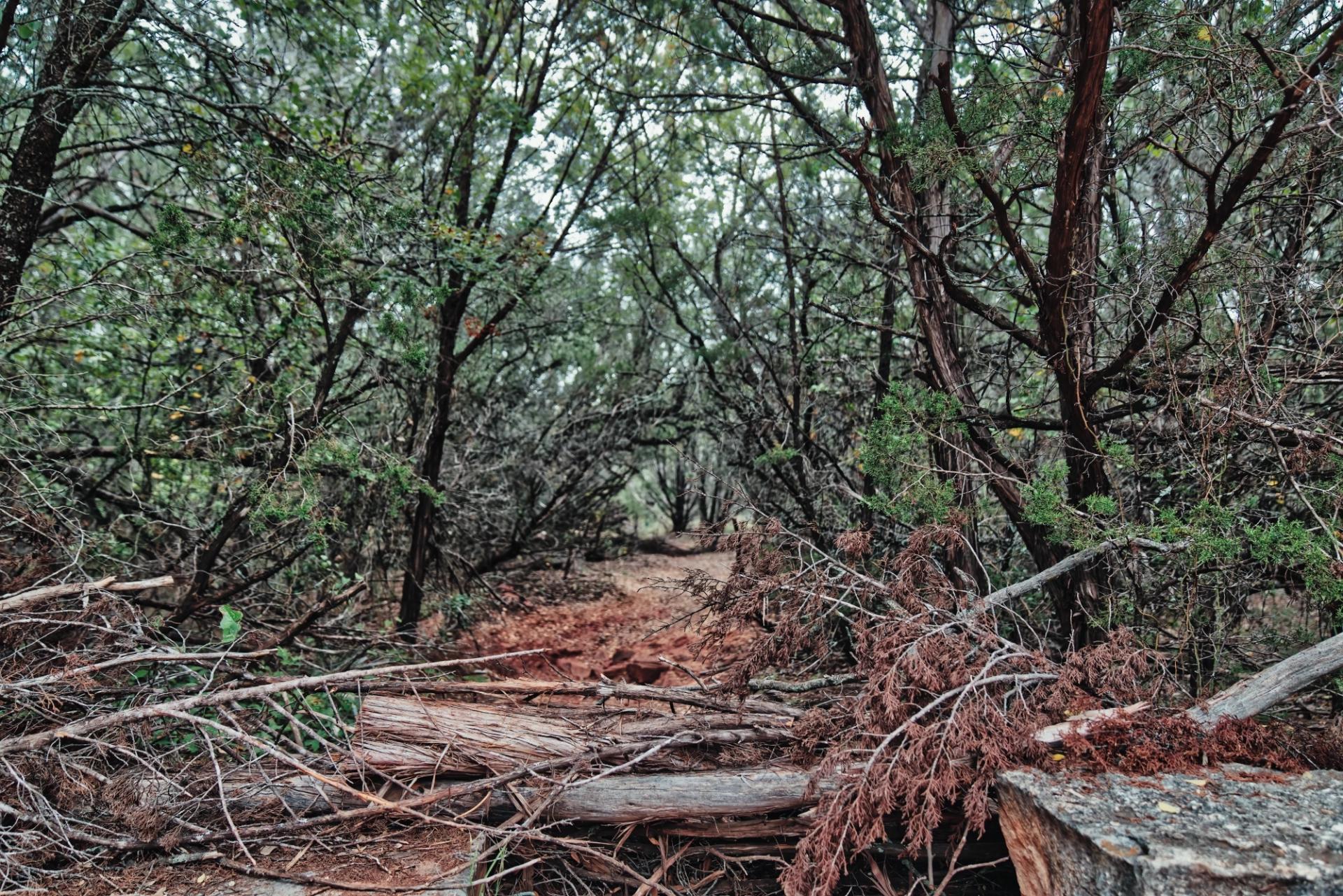 A blocked dirt path with trees on each side