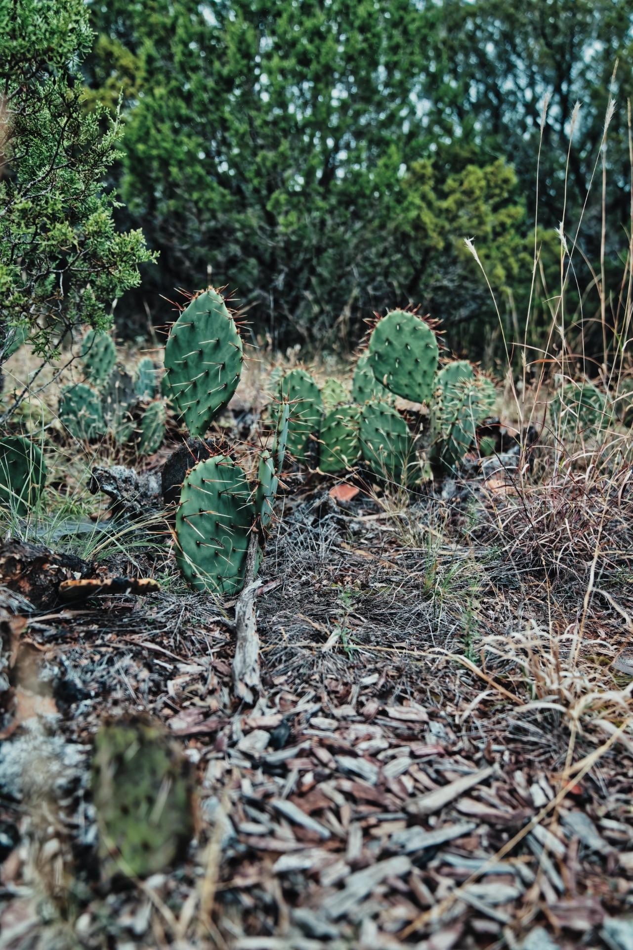 A small patch of cactus with wood chips