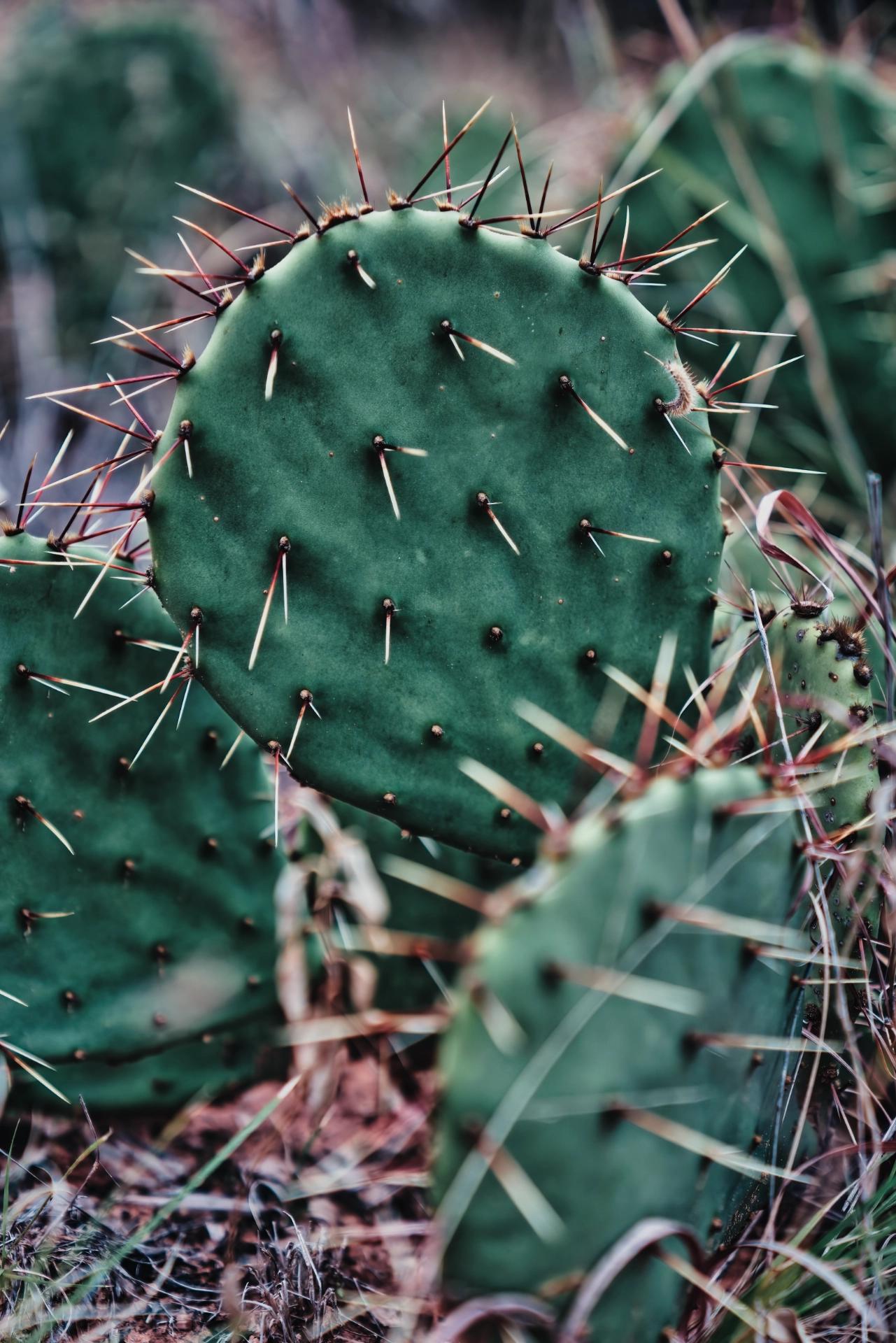 Closeup of some cactus