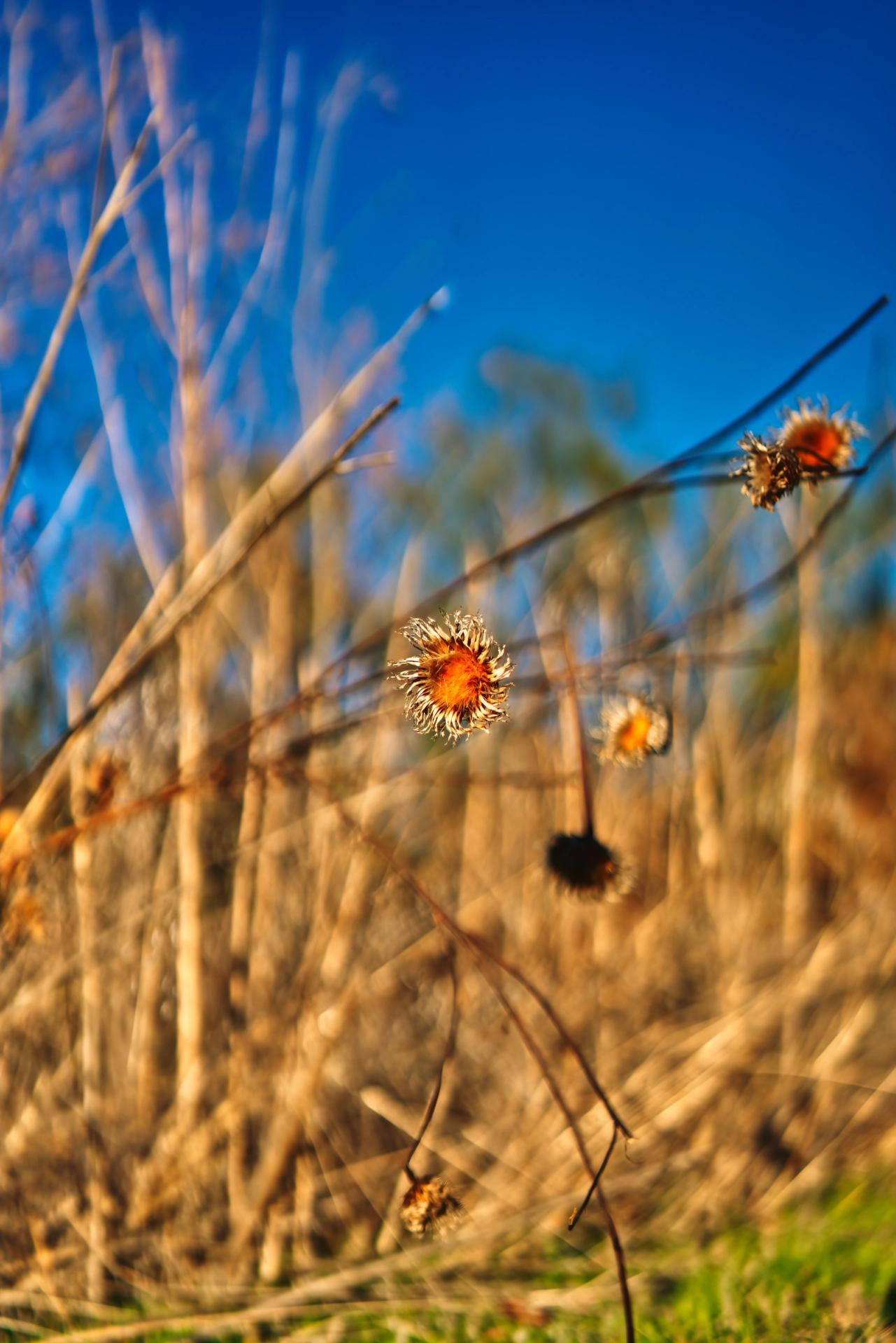 Closeup of some dried thistle