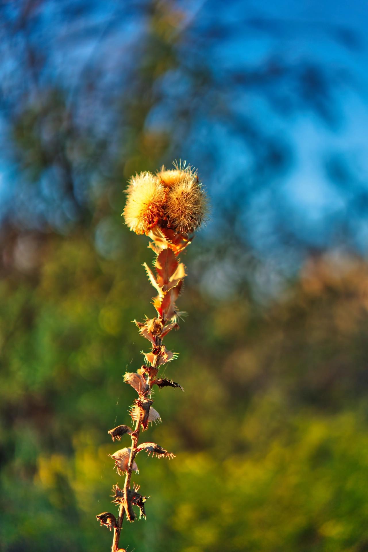 Closeup of some golden thistle