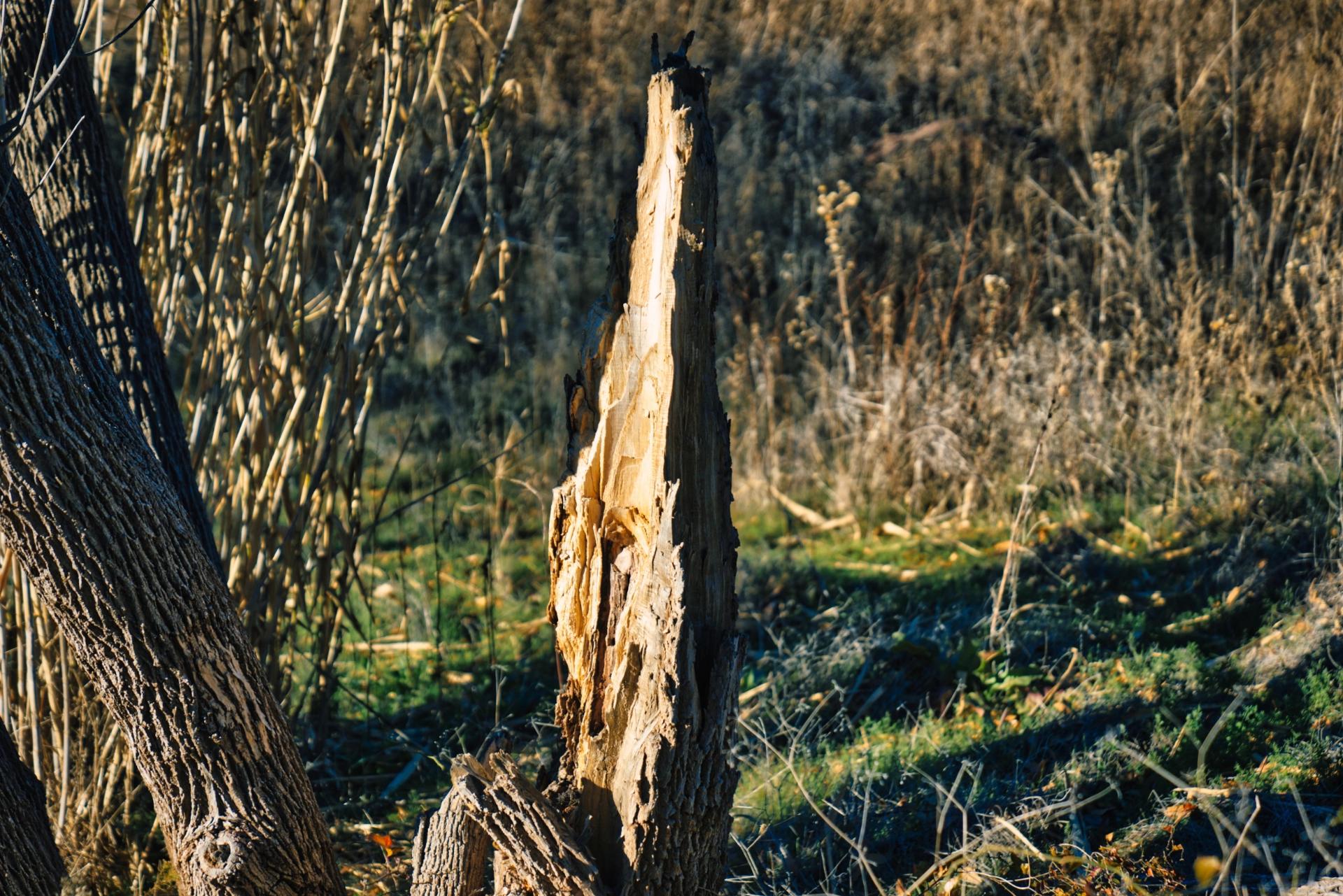 Closeup of a split tree trunk