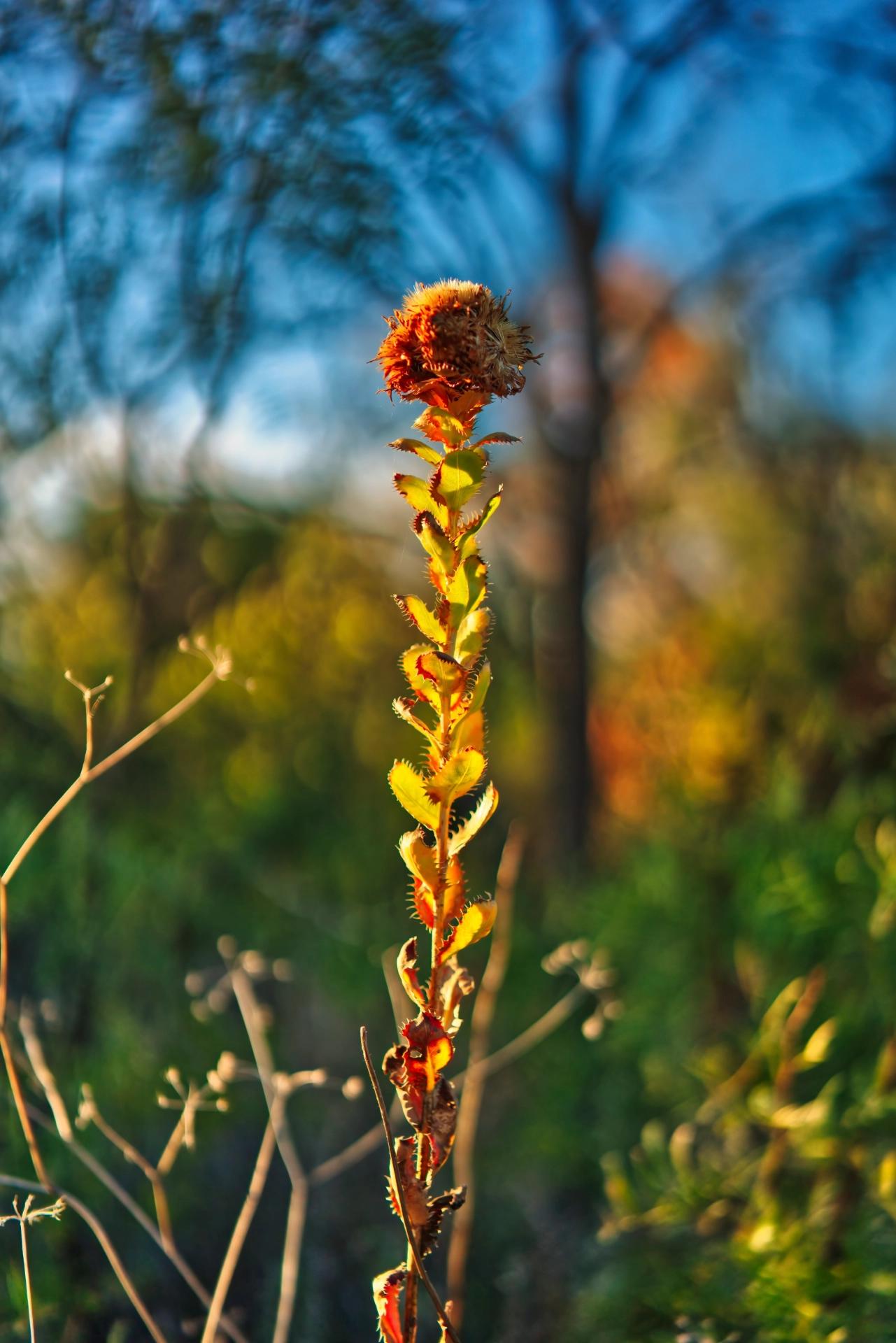 Closeup of some thistle or perhaps burdock