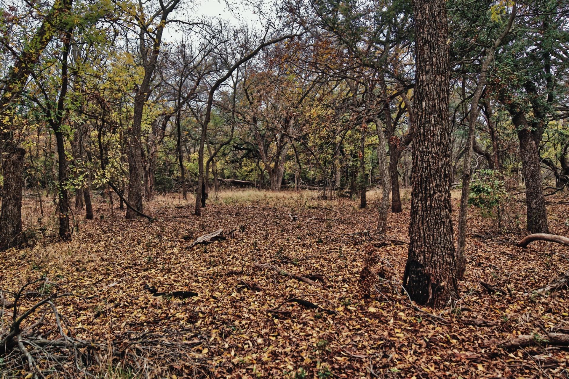 Dead leaves on a winter park ground with trees