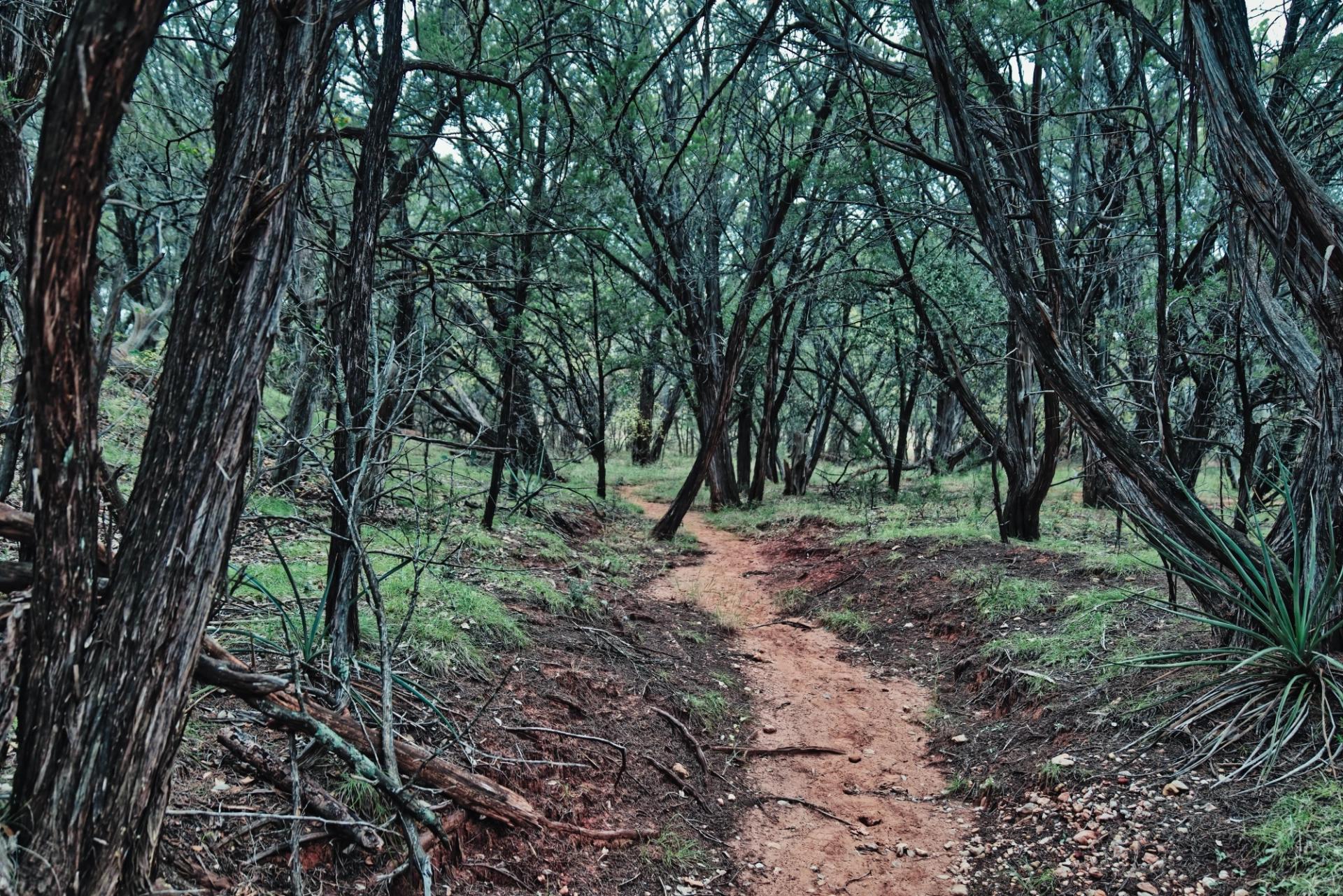 Wide shot of a dirt path with mostly dead trees