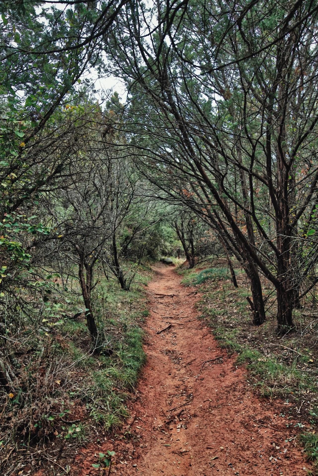 Dirt path with mostly dead trees on each side