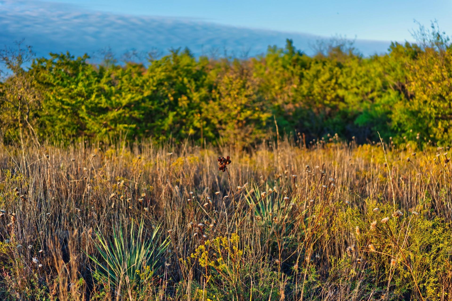 A field of mostly golden and dried plants at sunset