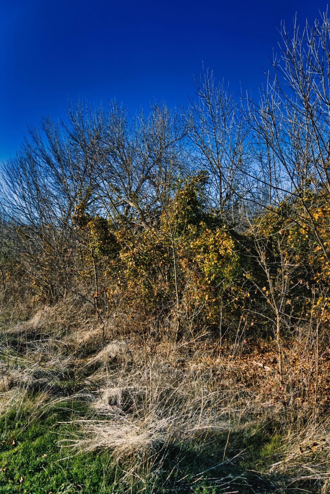 Some dry bush and trees in early winter