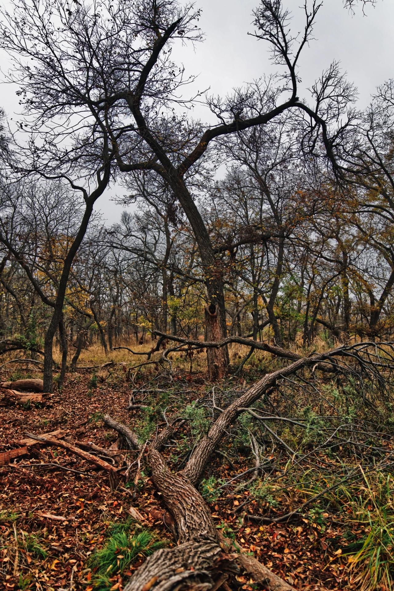 A fallen tree with dead leaves on the ground and other mostly dead trees