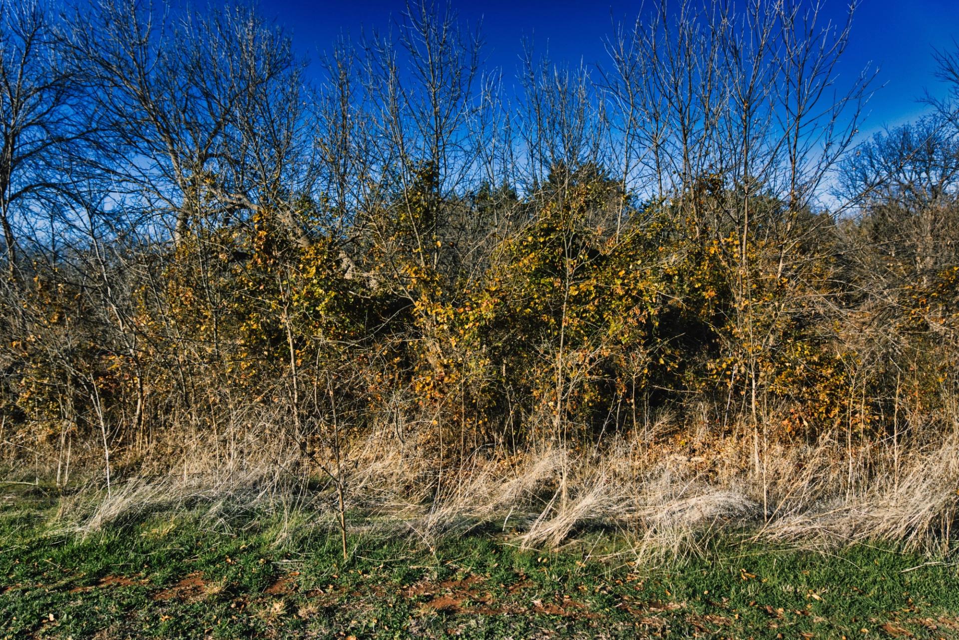 Golden bushes with a blue sky background