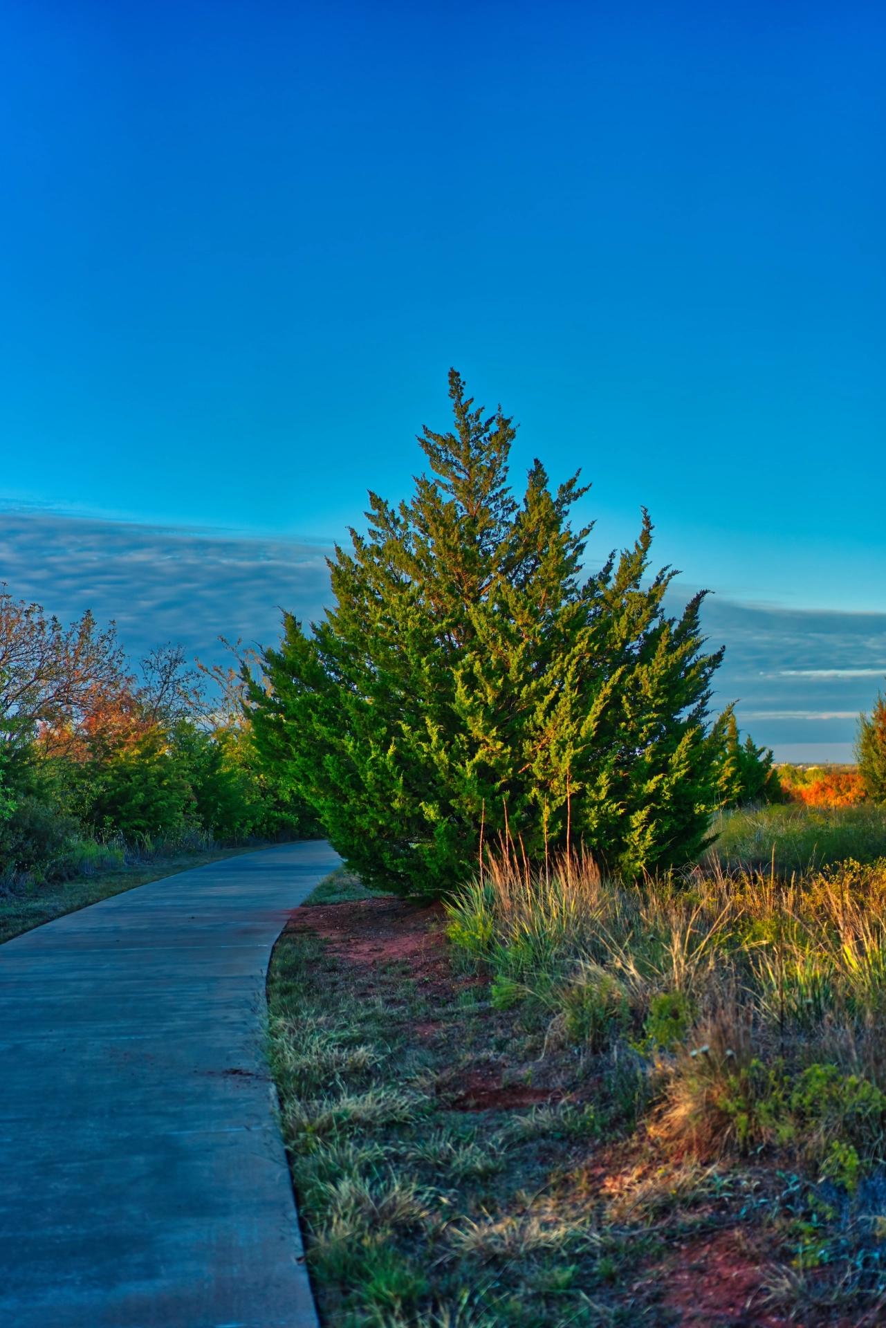 Lone evergreen bush next to a cement path