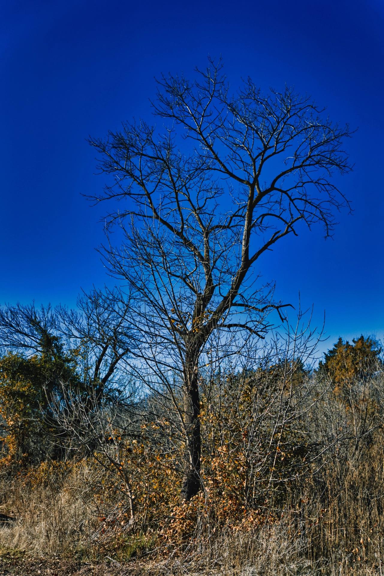 A lone dead tree with a blue sky background