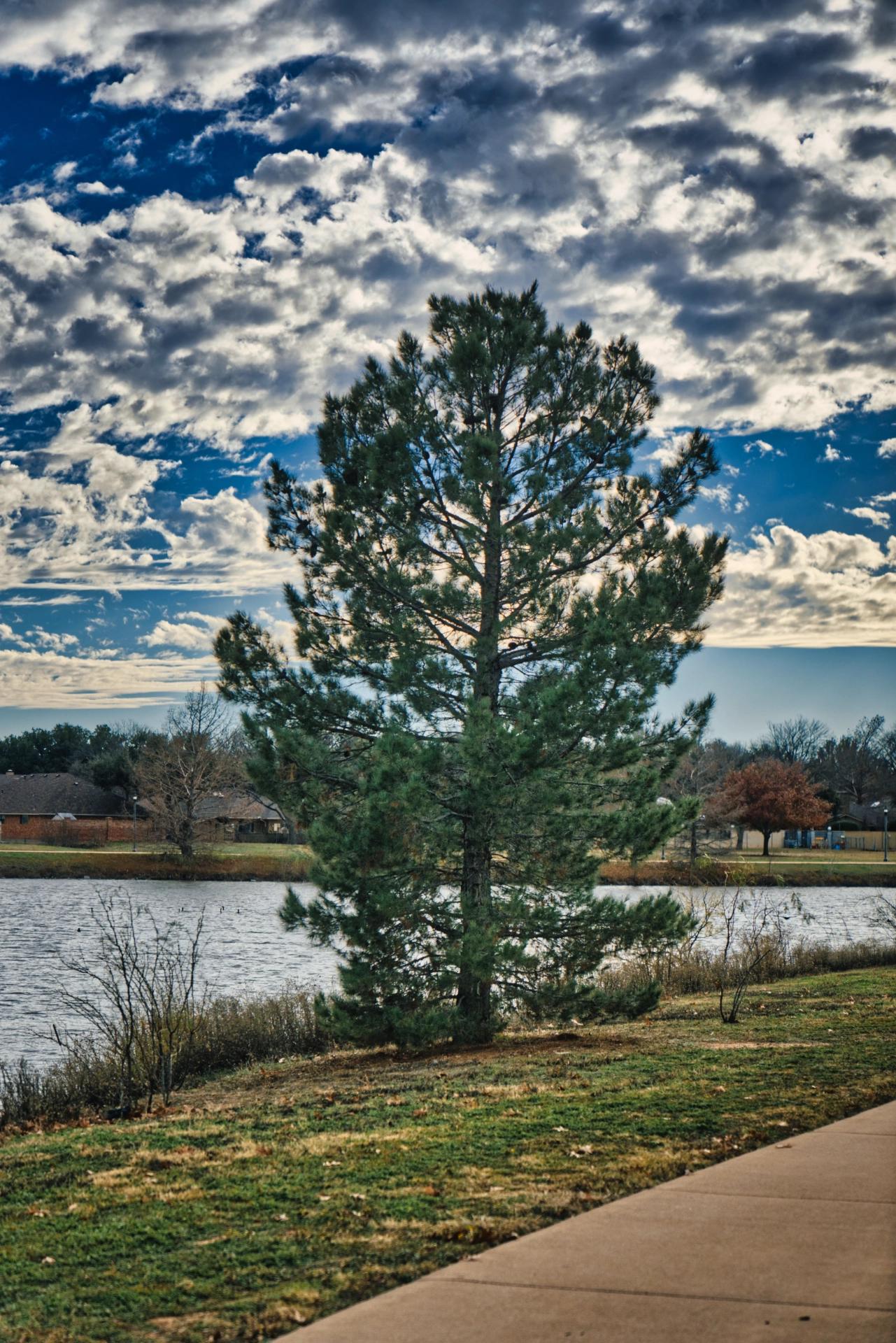 Lone evergreen tree at a park with water and clouds in the background