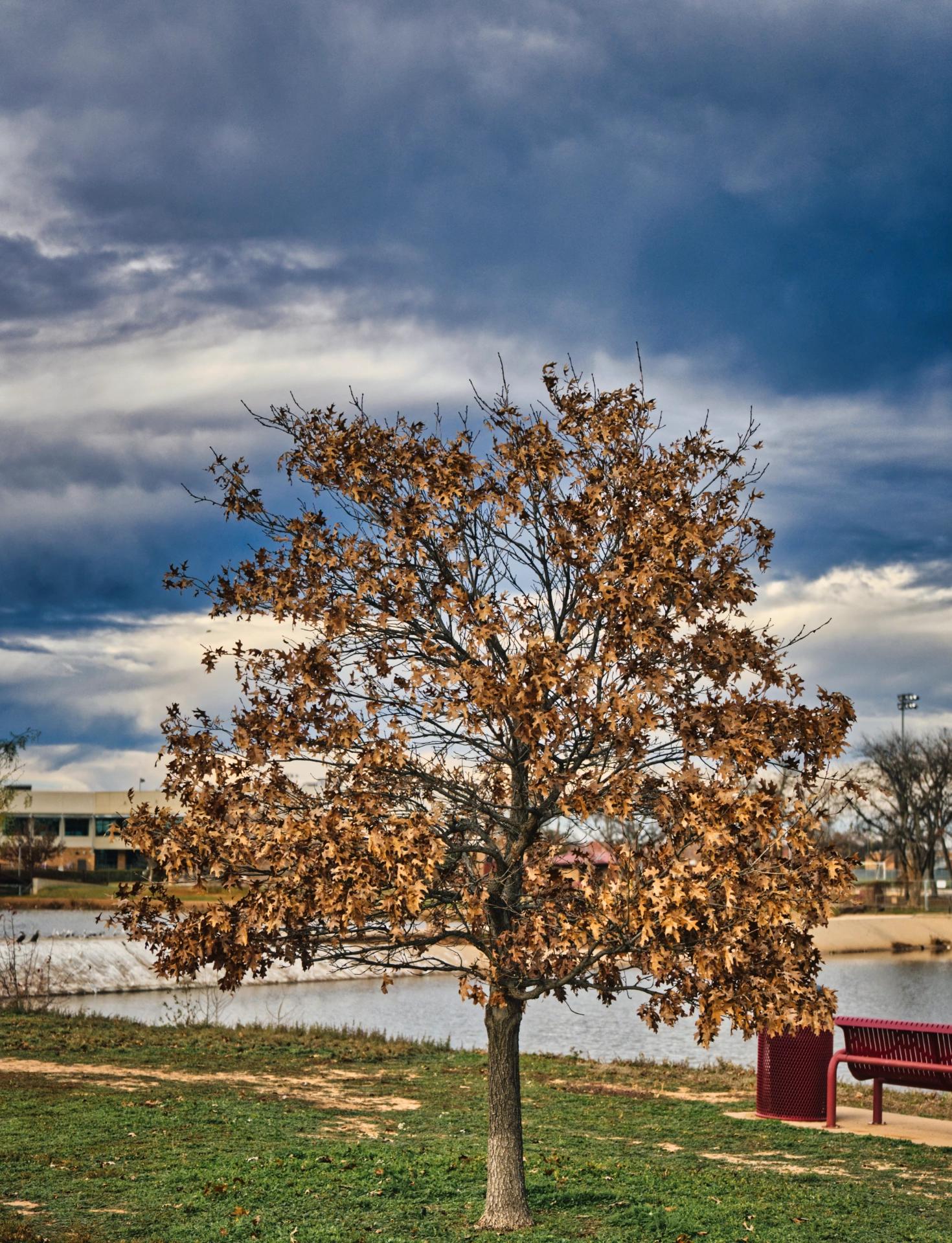 A lone golden tree at a park with water and stormy clouds in the background