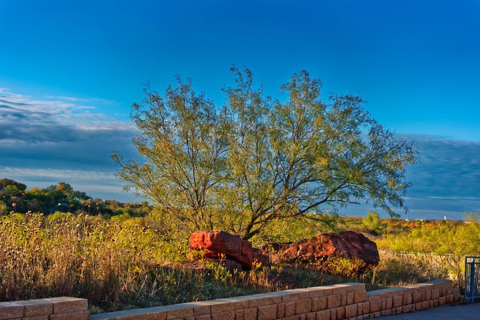 A small mesquite tree behind some red rocks