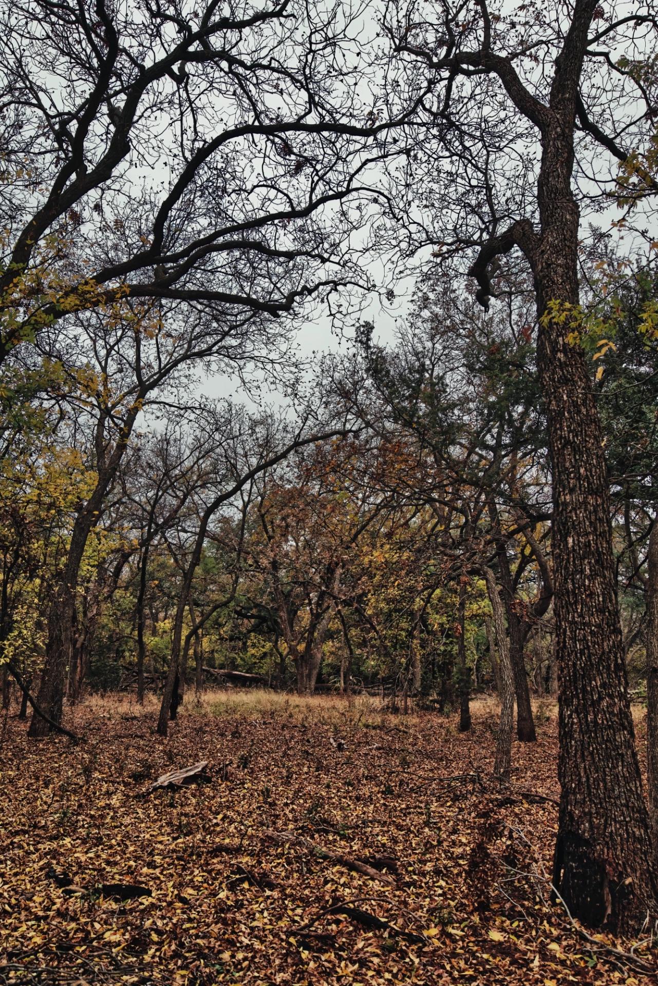 Some mostly dead trees in a park on an overcast day