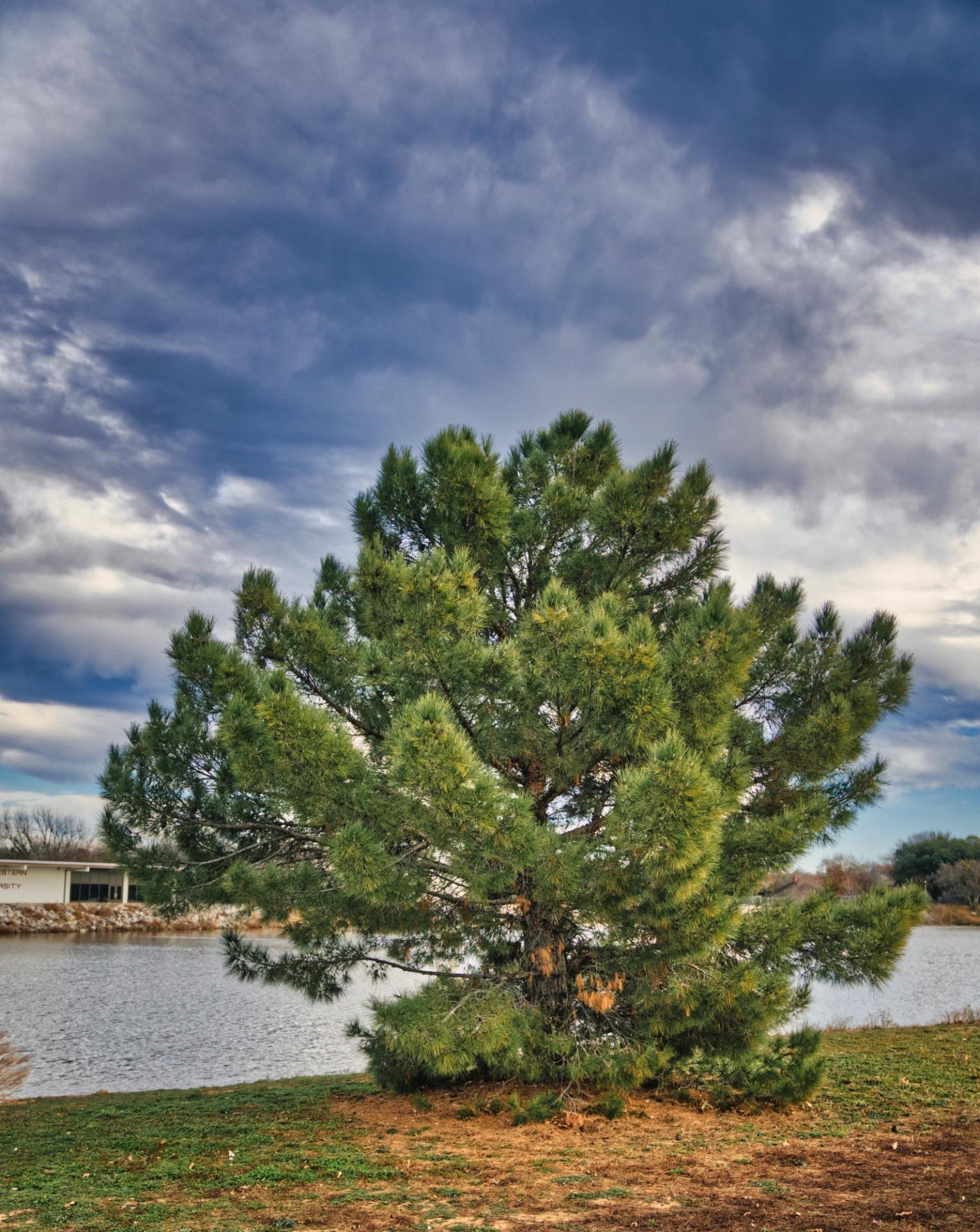 A pine tree at a park with water and stormy clouds in the background