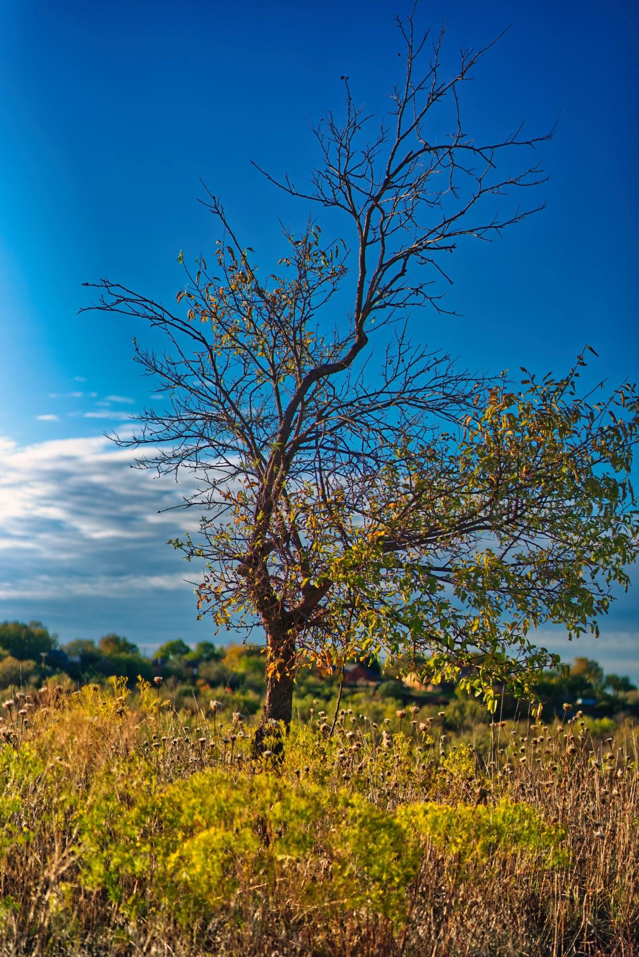 A solitary tree in a golden field with blue sky