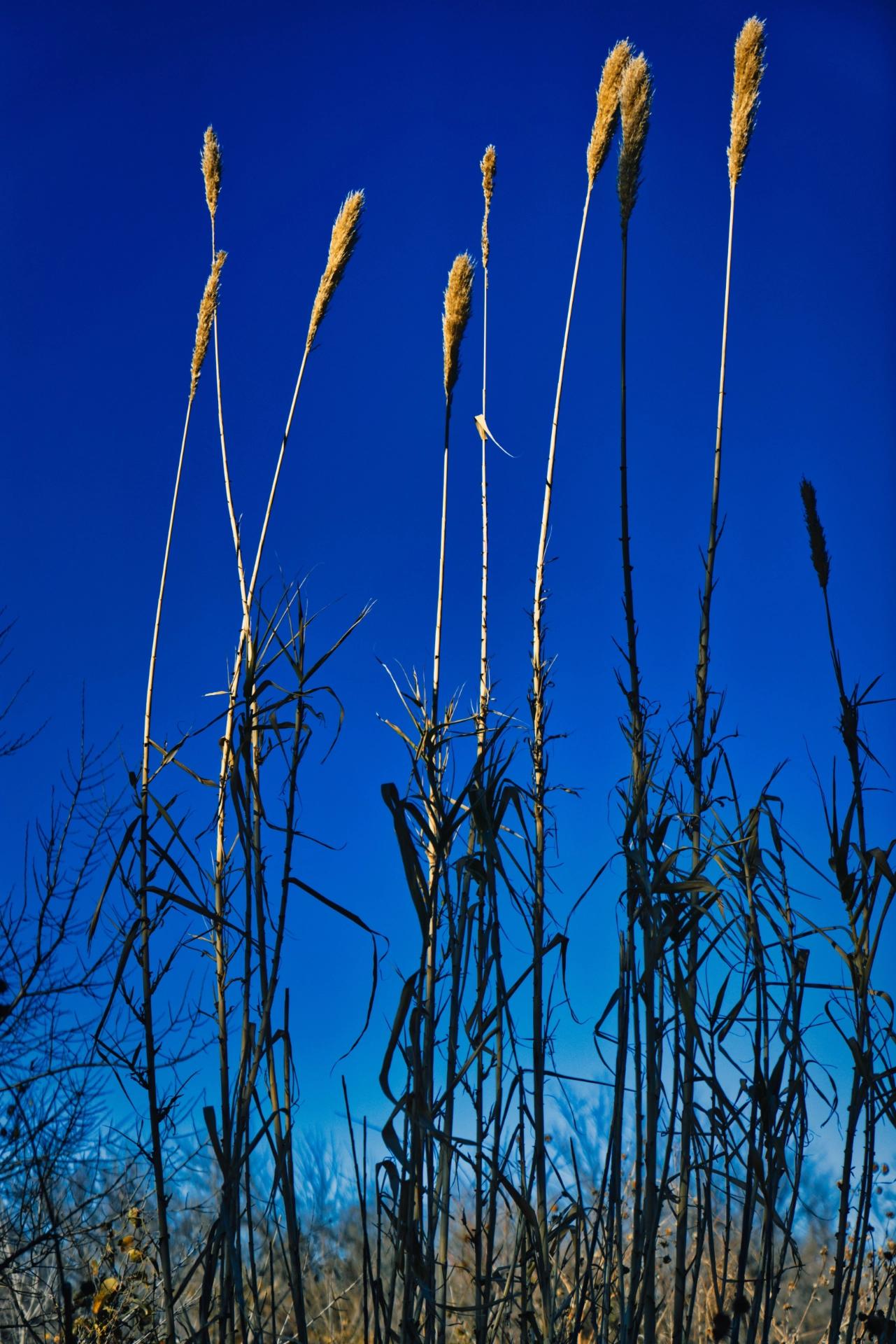 Closeup of tall reeds against a clear blue sky