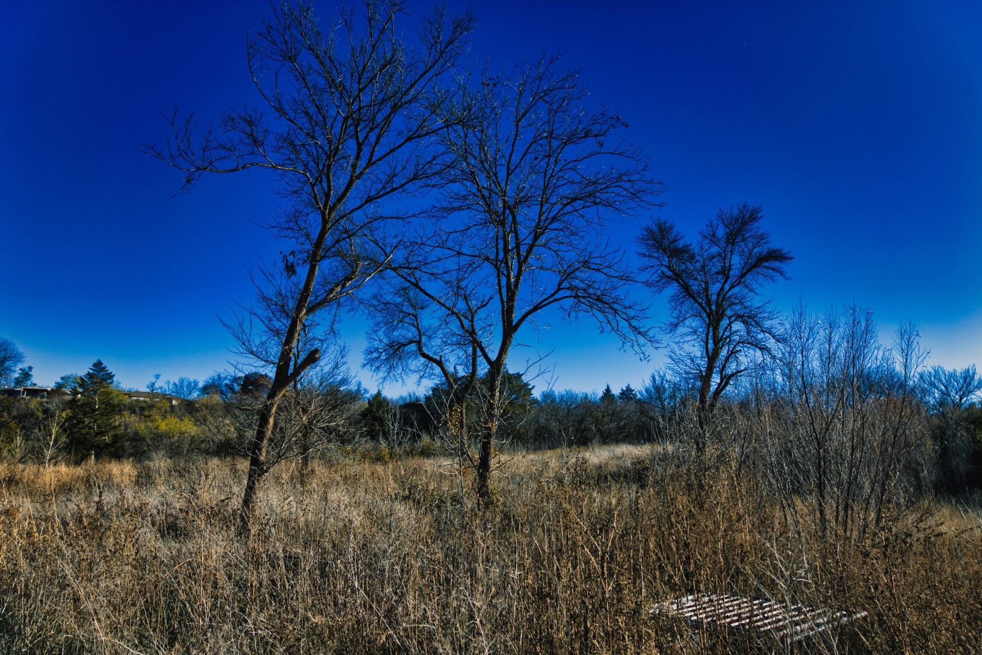 Three dead trees in a field with blue sky