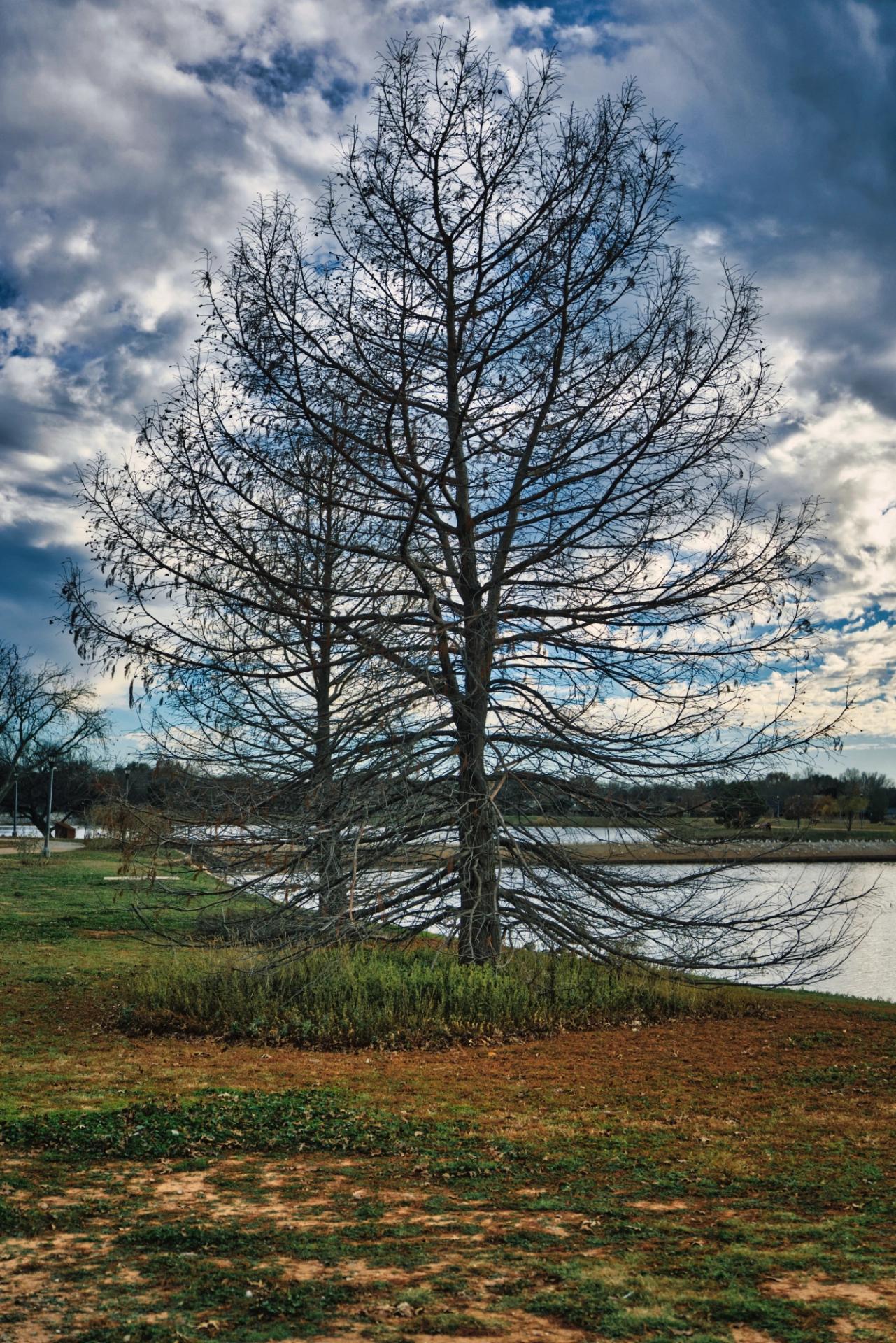 Two dead trees at a park with water and stormy clouds in the background