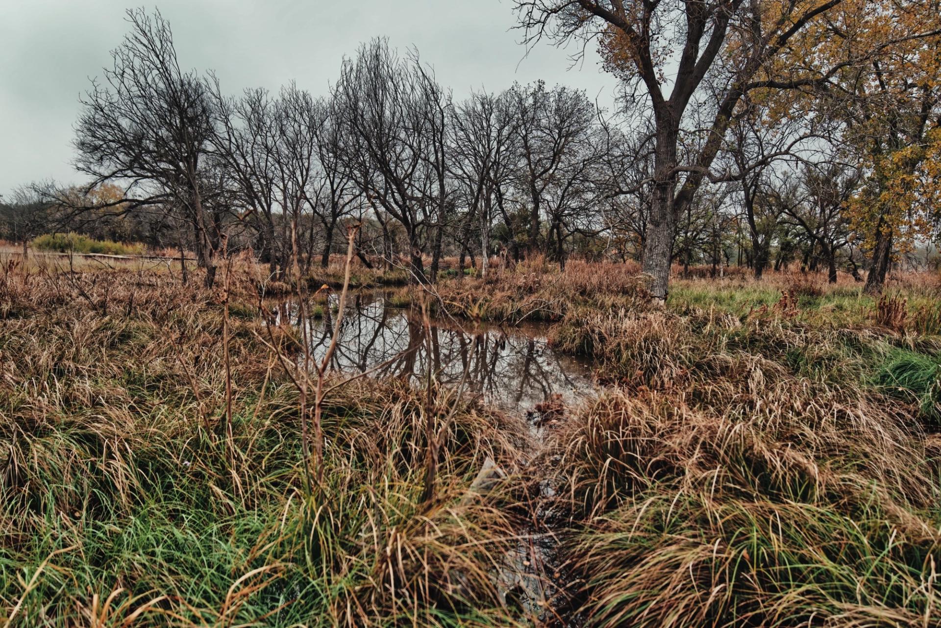 Wetland area with bare trees on an overcast day