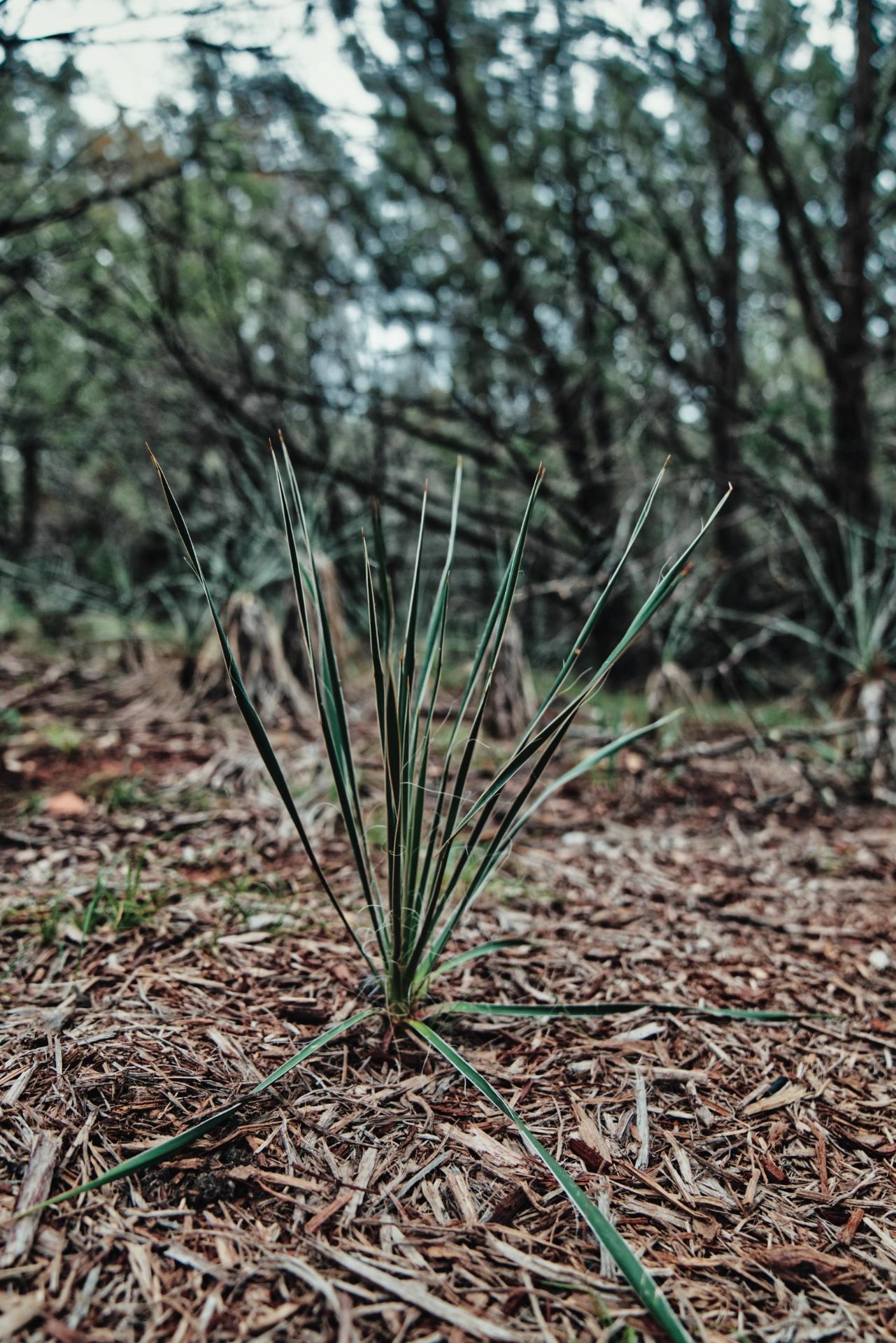 Closeup of a young pine sapling in a park