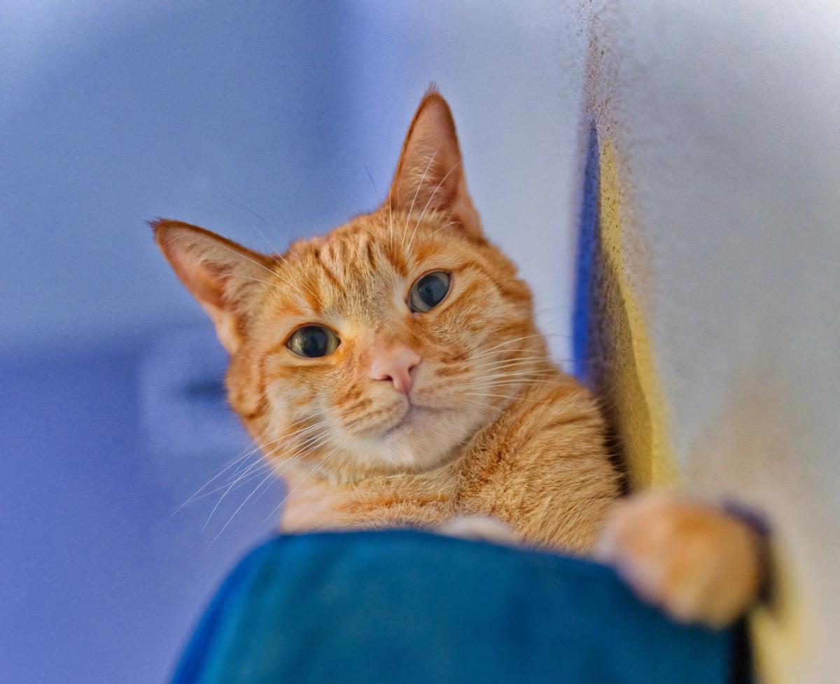 Sagan peering over the top corner of a blue sofa.