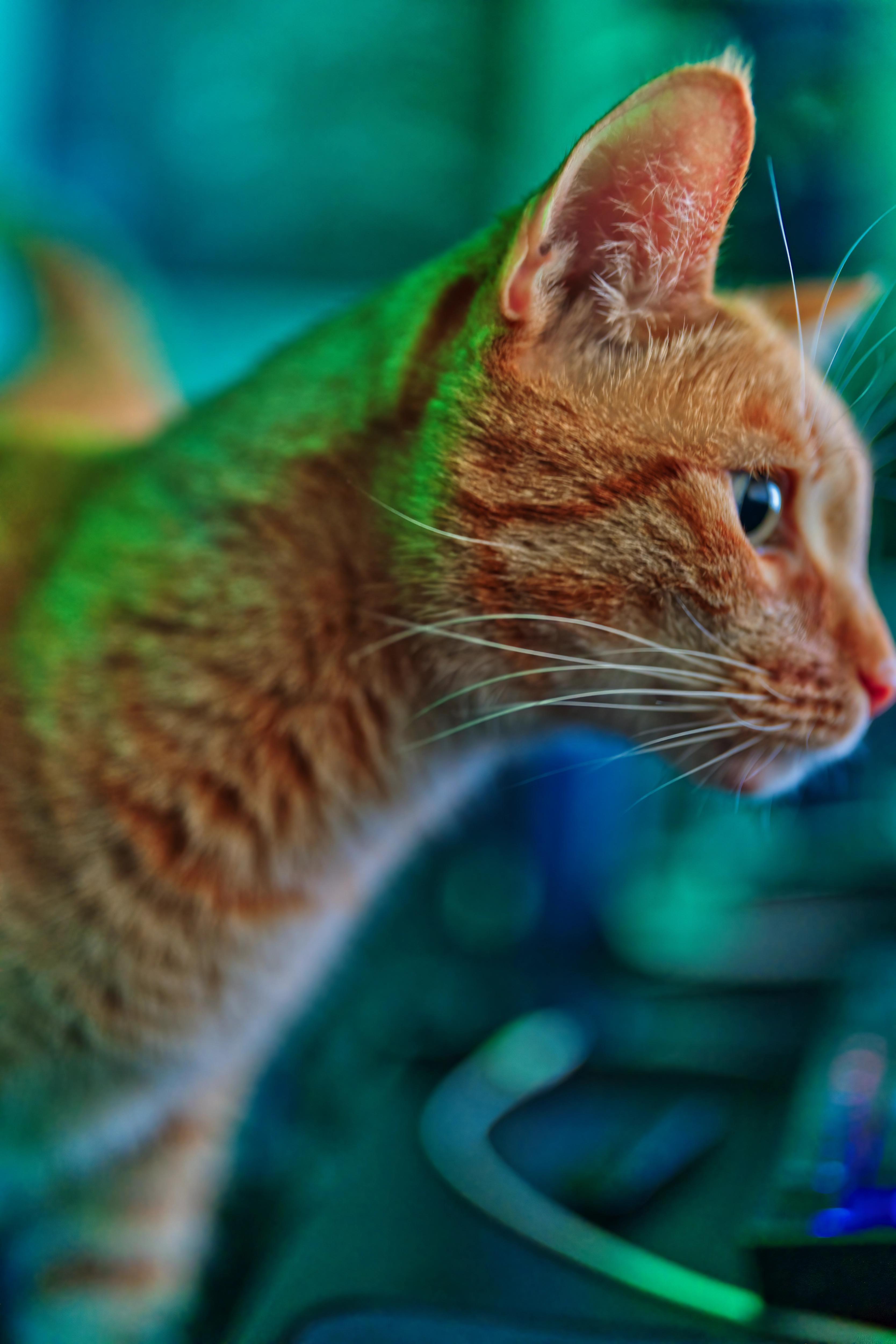 Closeup of Sagan at a side shot in colored lights