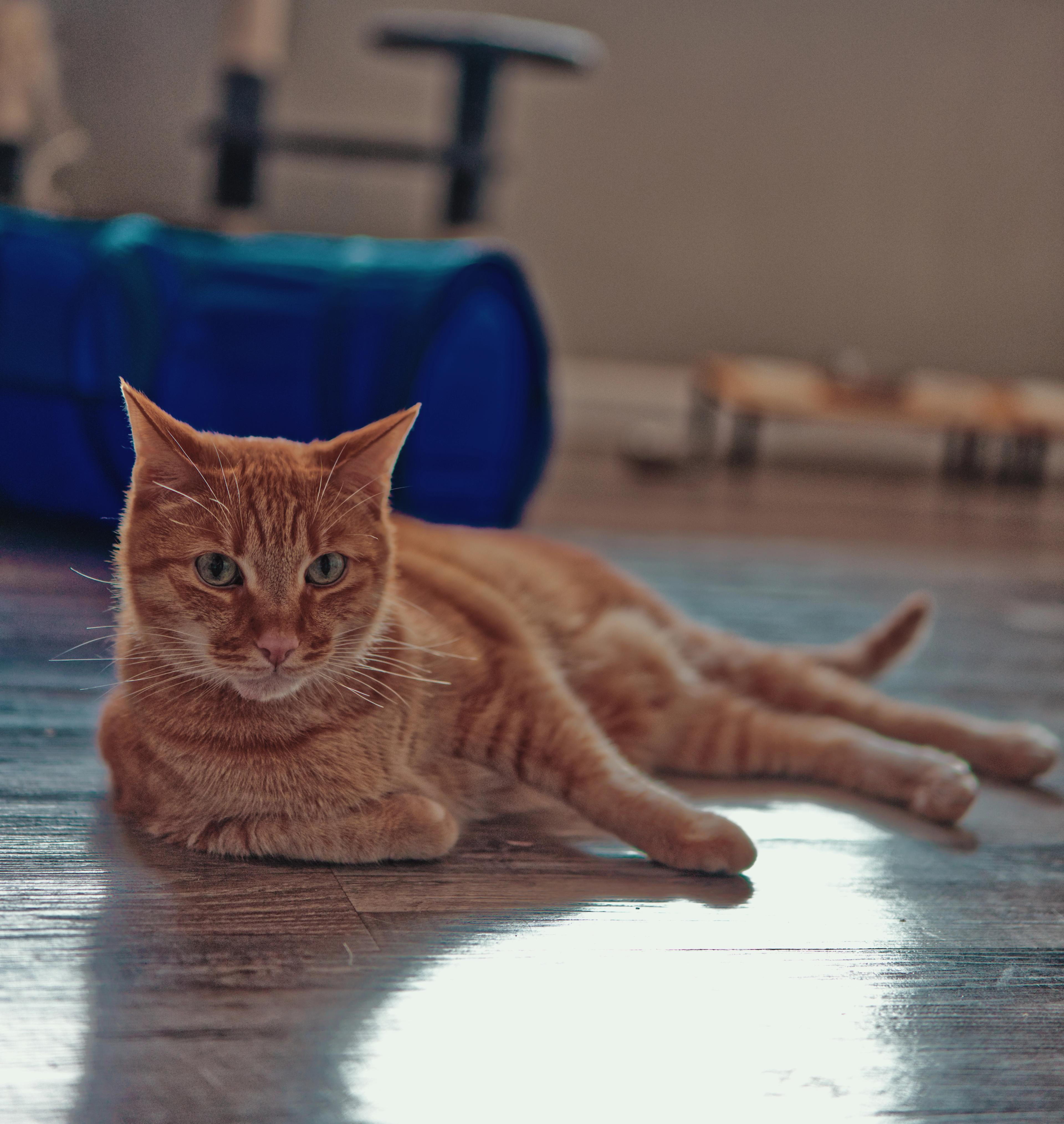 Sagan lounging on a wooden floor