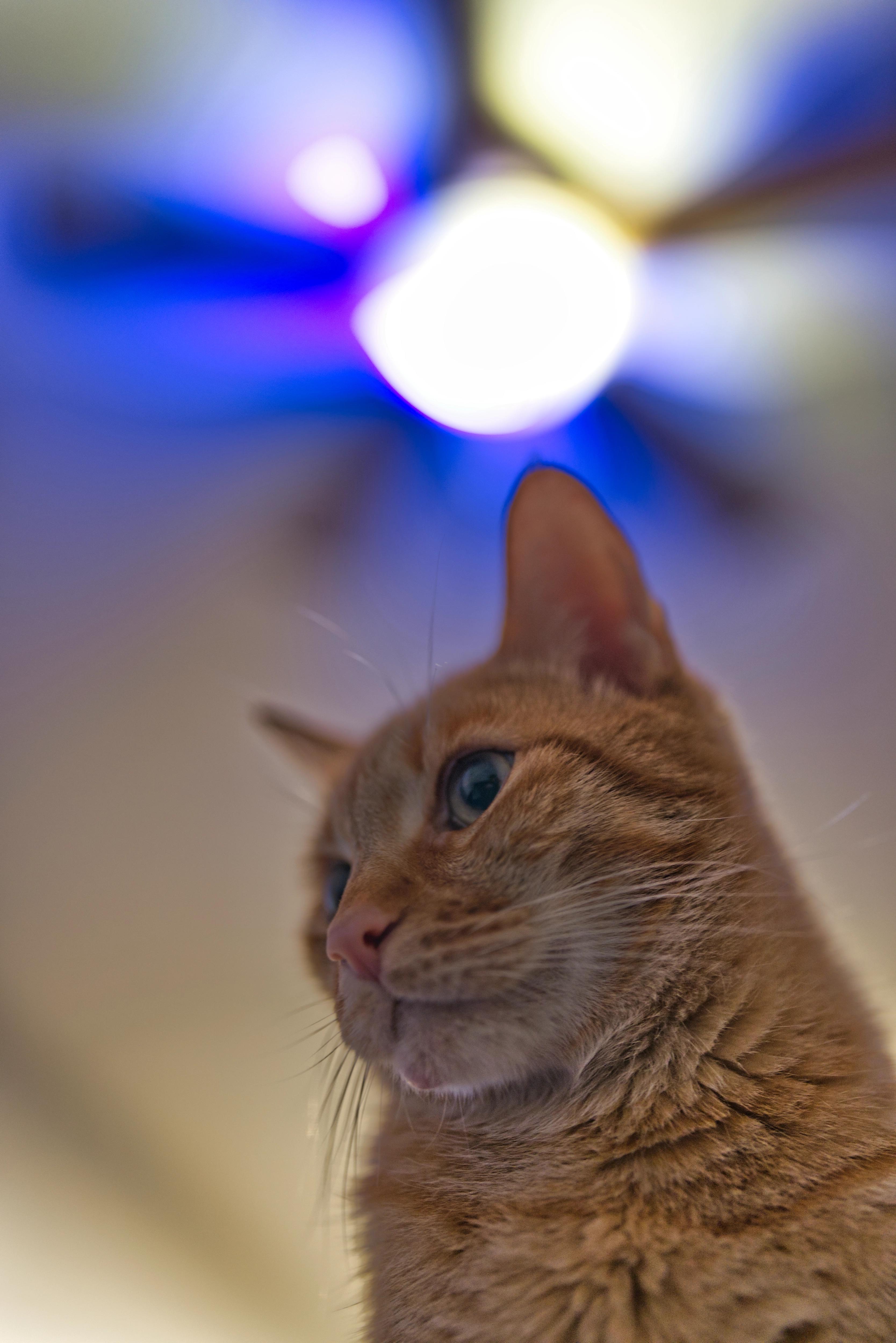 Sagan below a ceiling fan with colored lights