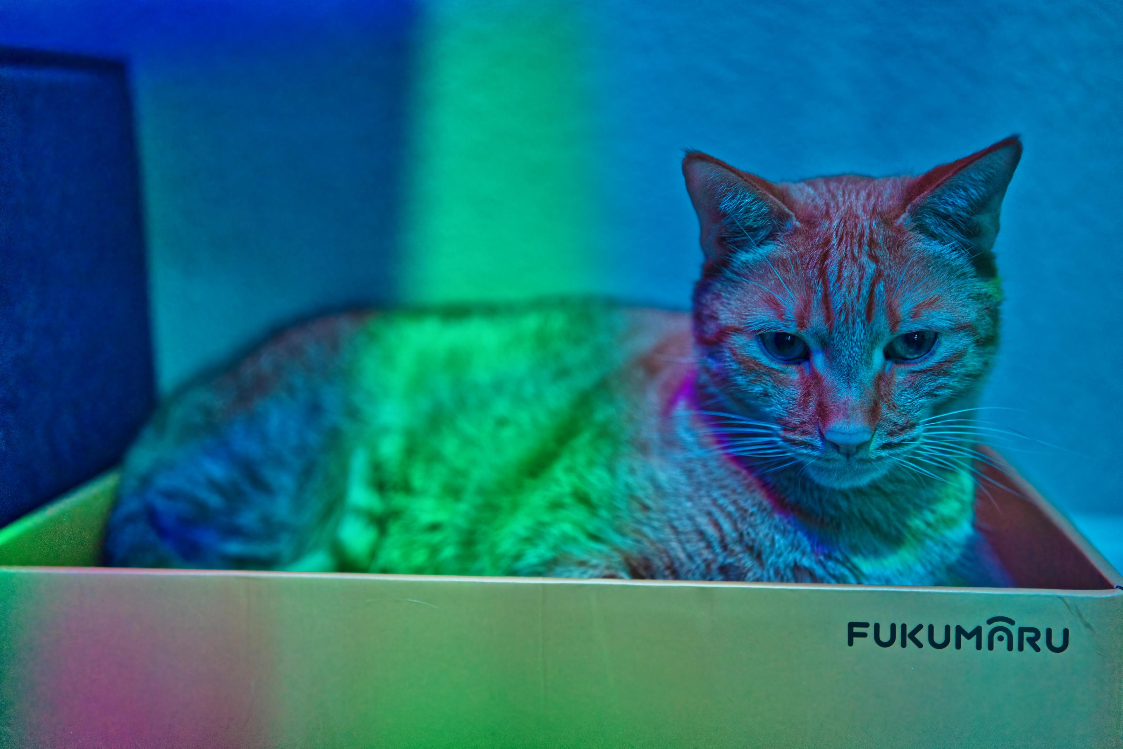 Sagan in a box in colored lights