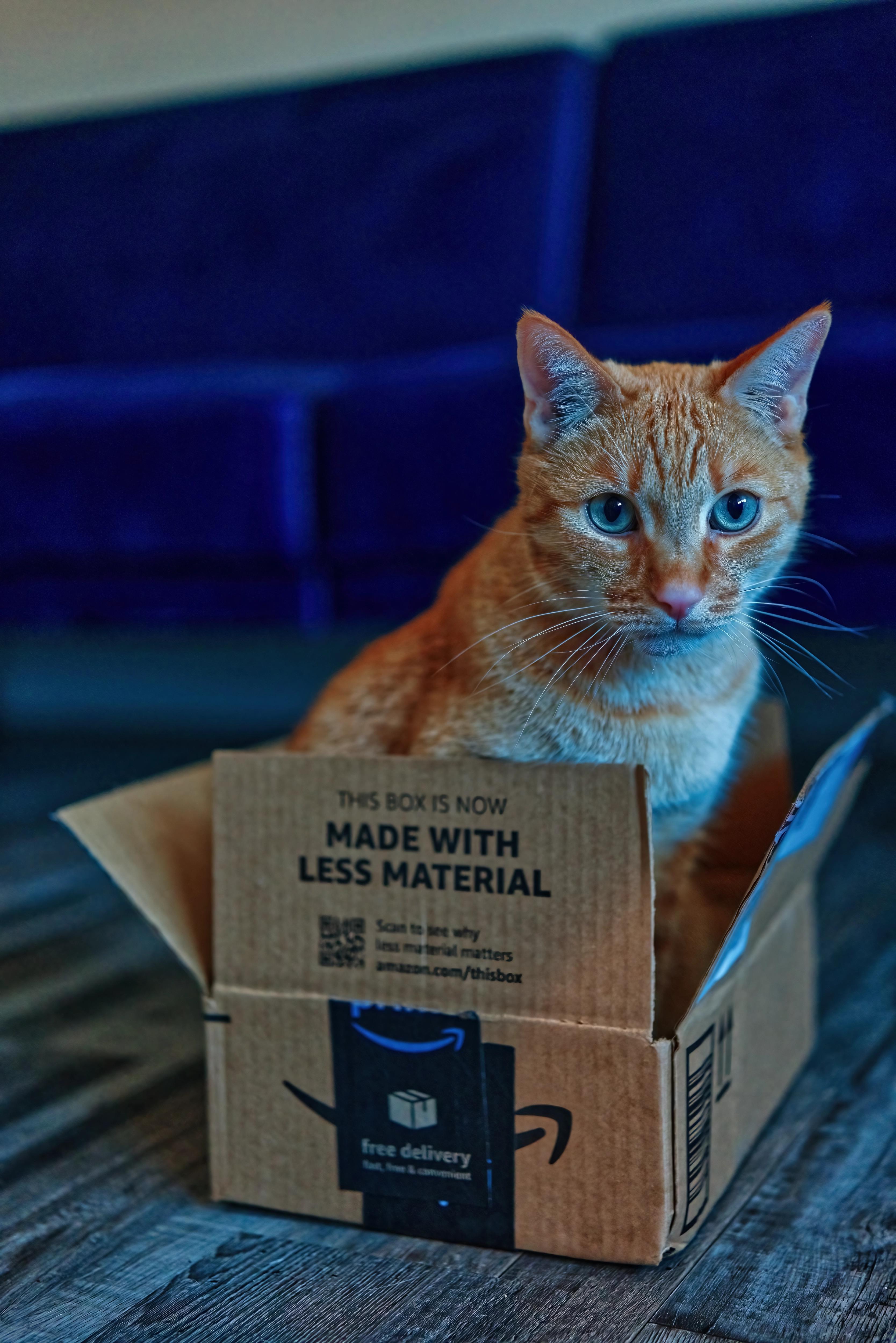 Sagan in a small box with a blue sofa in the background