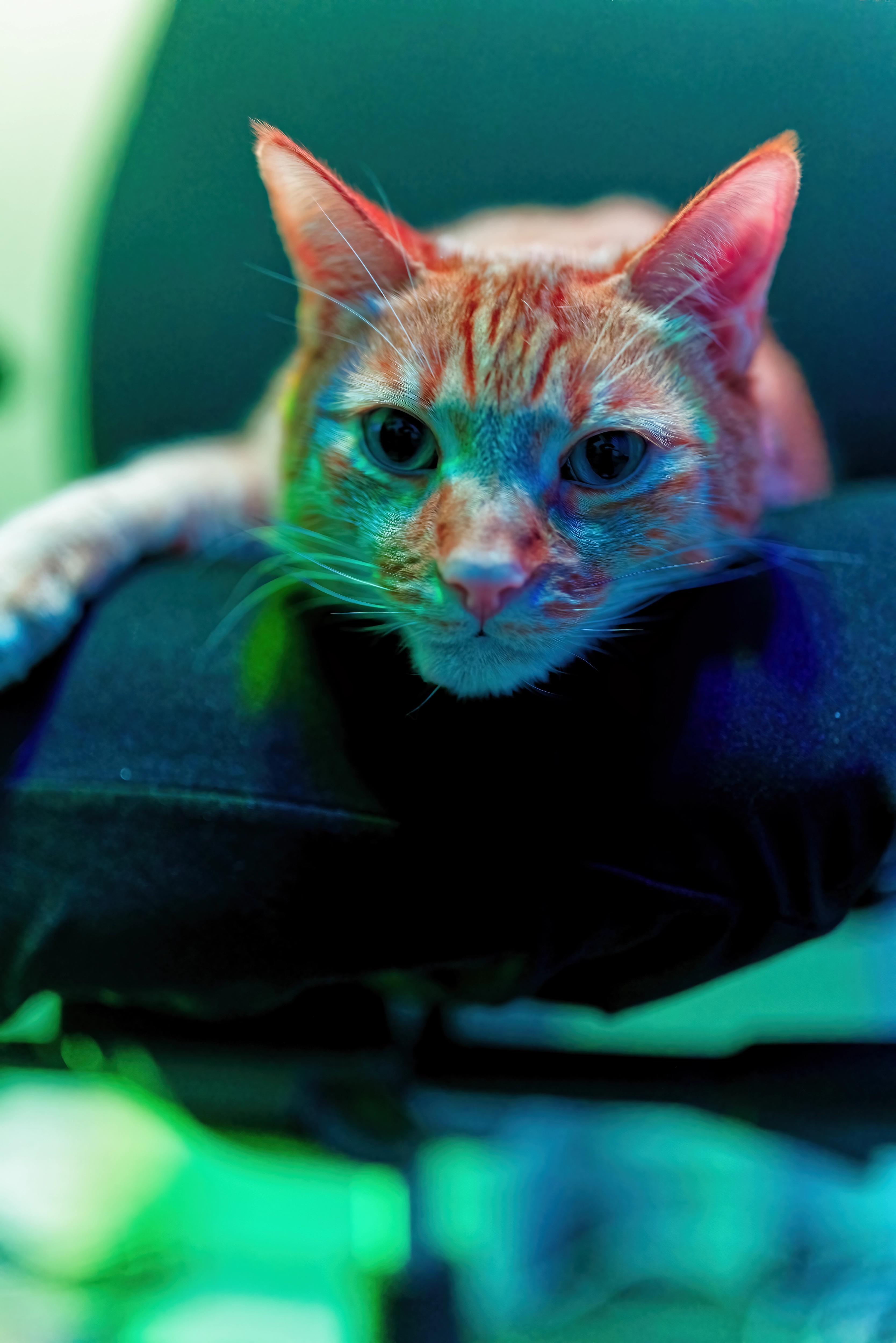 Sagan lounging on a black computer chair