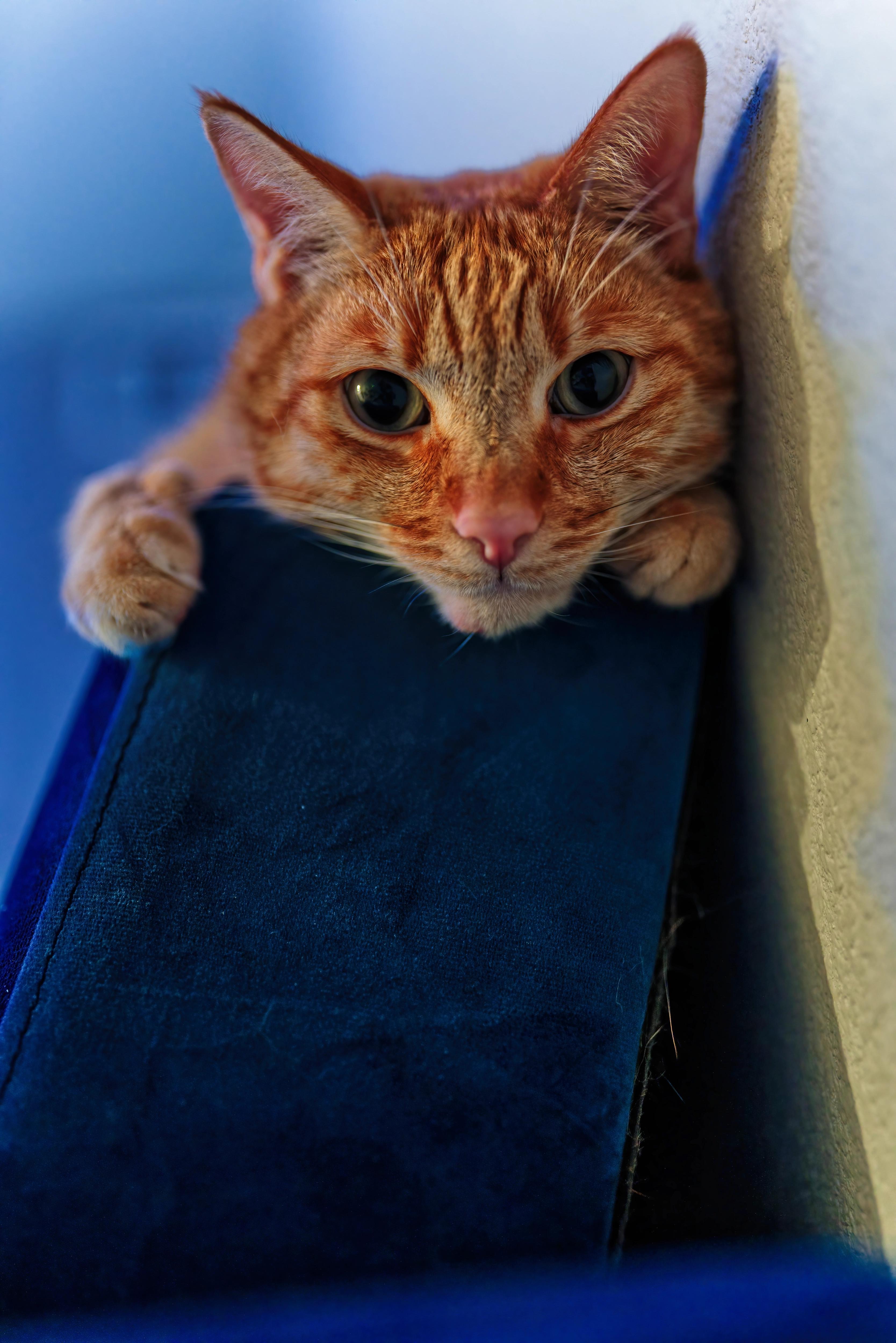 Sagan looking down from the edge of a blue sofa